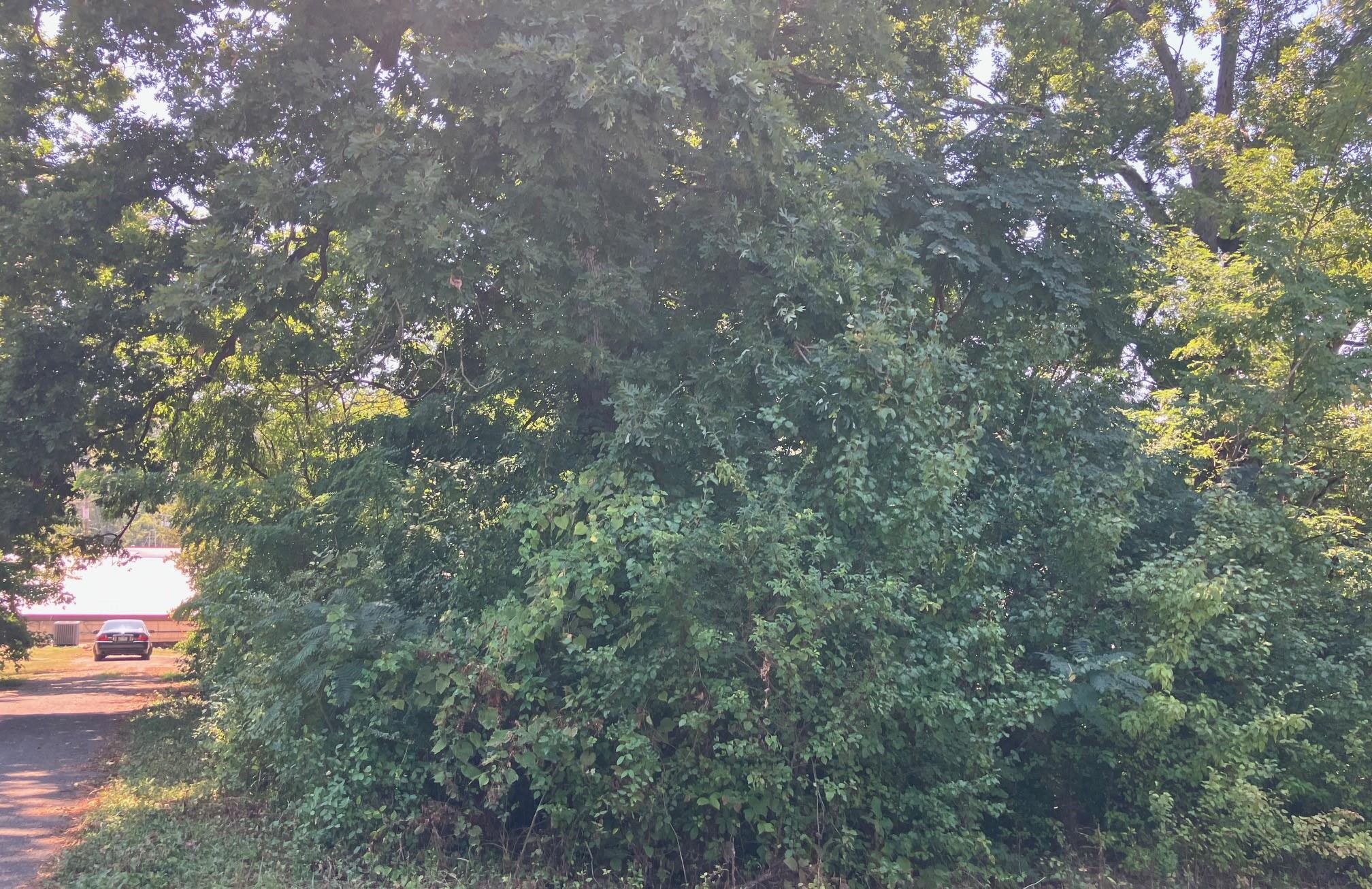 Photo 5 - Vacant Land for sale – TBD  Church Street   Hardy, AR