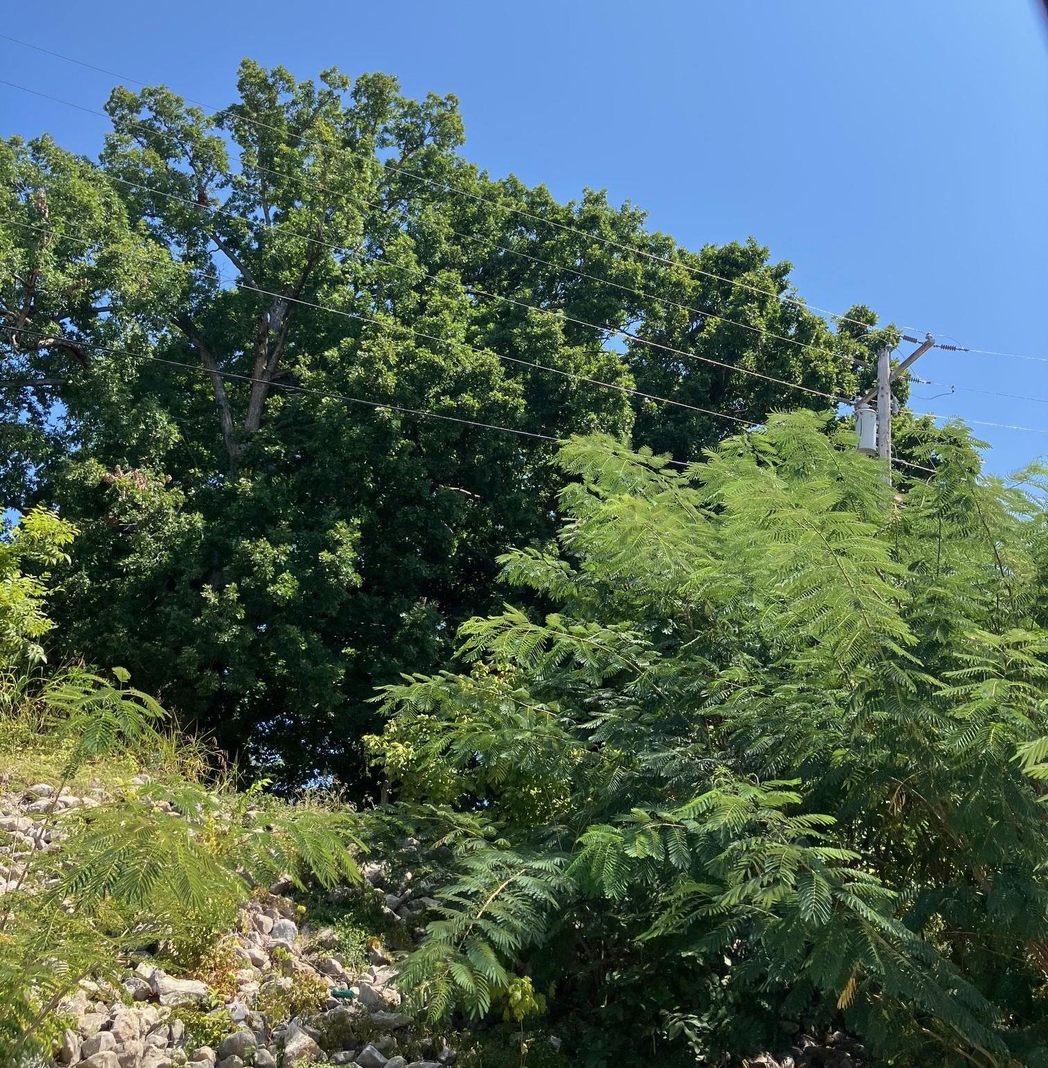 Photo 11 - Vacant Land for sale – 1942  Hwy 63 E   Hardy, AR