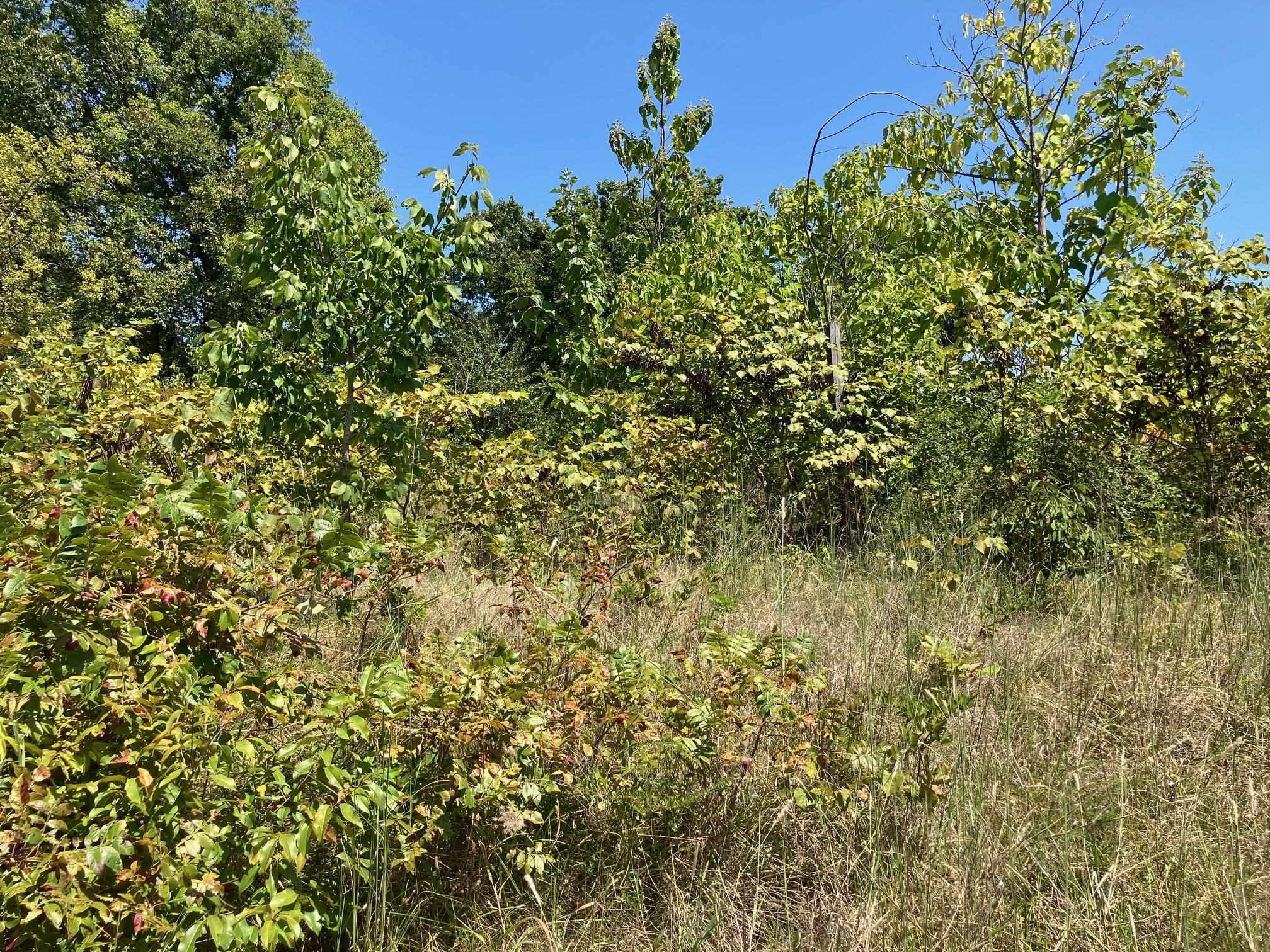 Photo 8 - Vacant Land for sale – 1942  Hwy 63 E   Hardy, AR