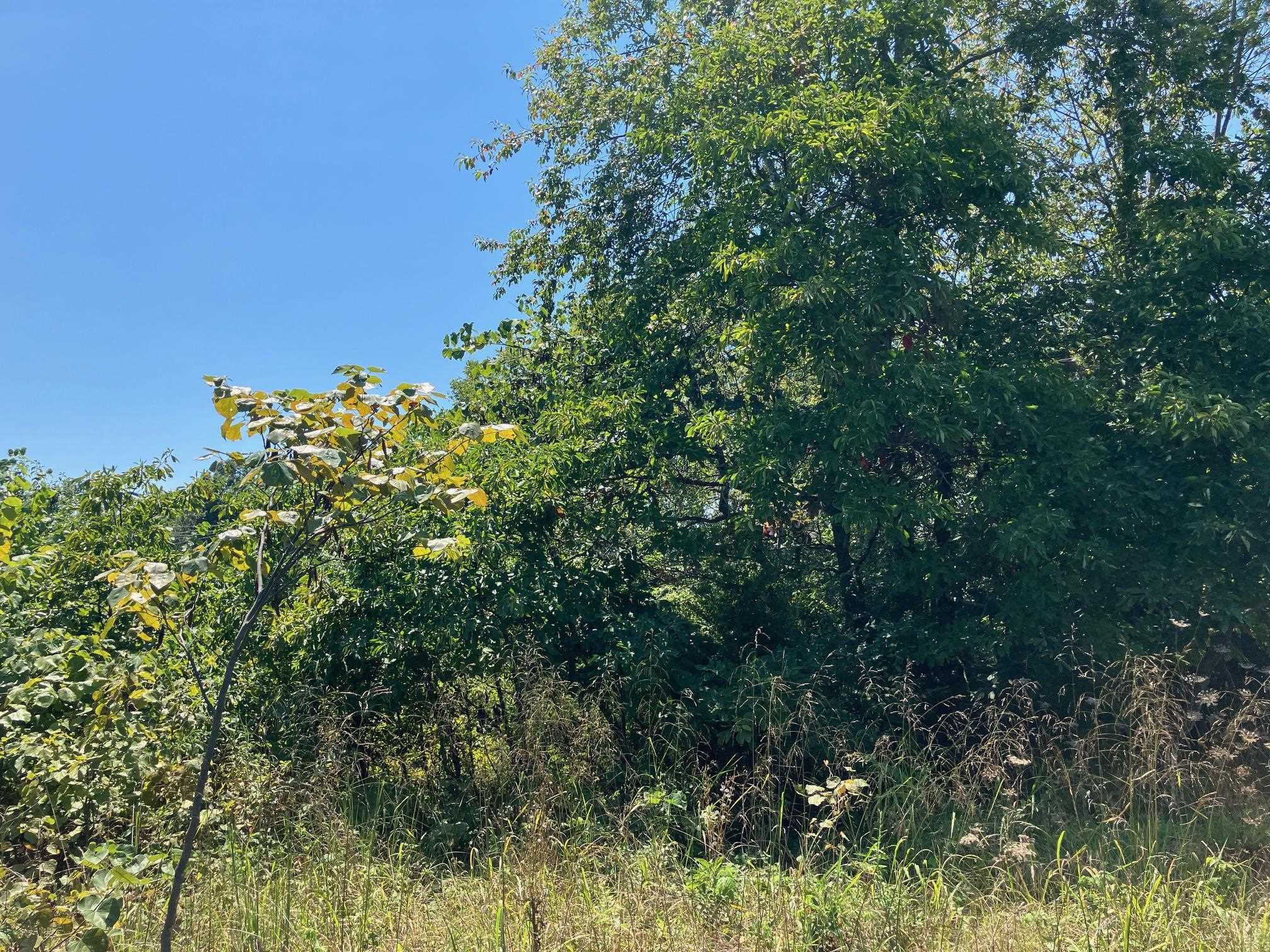 Photo 9 - Vacant Land for sale – 1942  Hwy 63 E   Hardy, AR