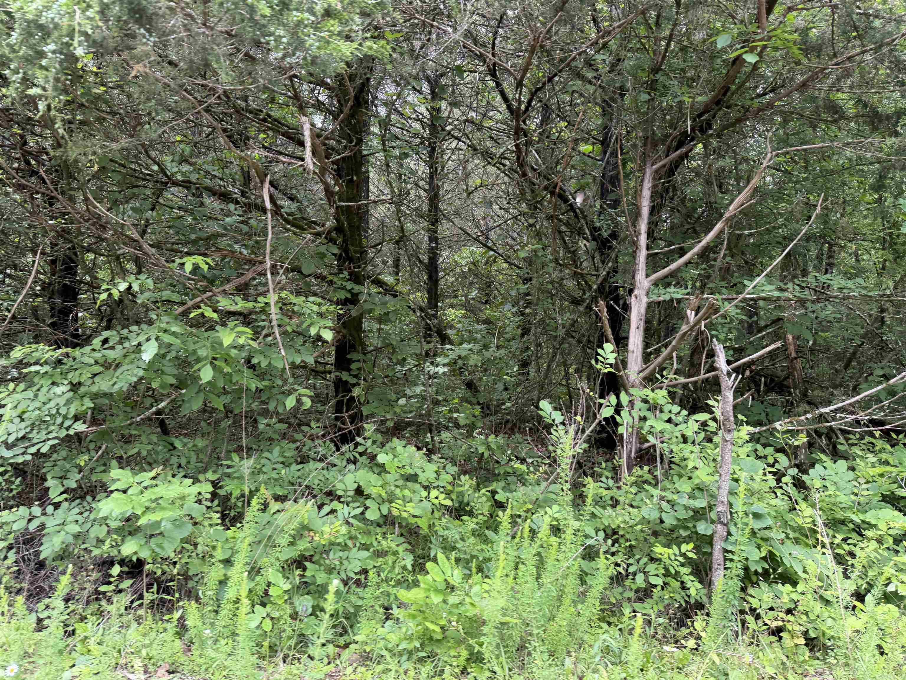 Photo 3 - Vacant Land for sale – 001  Clark Lane   Horseshoe Bend, AR