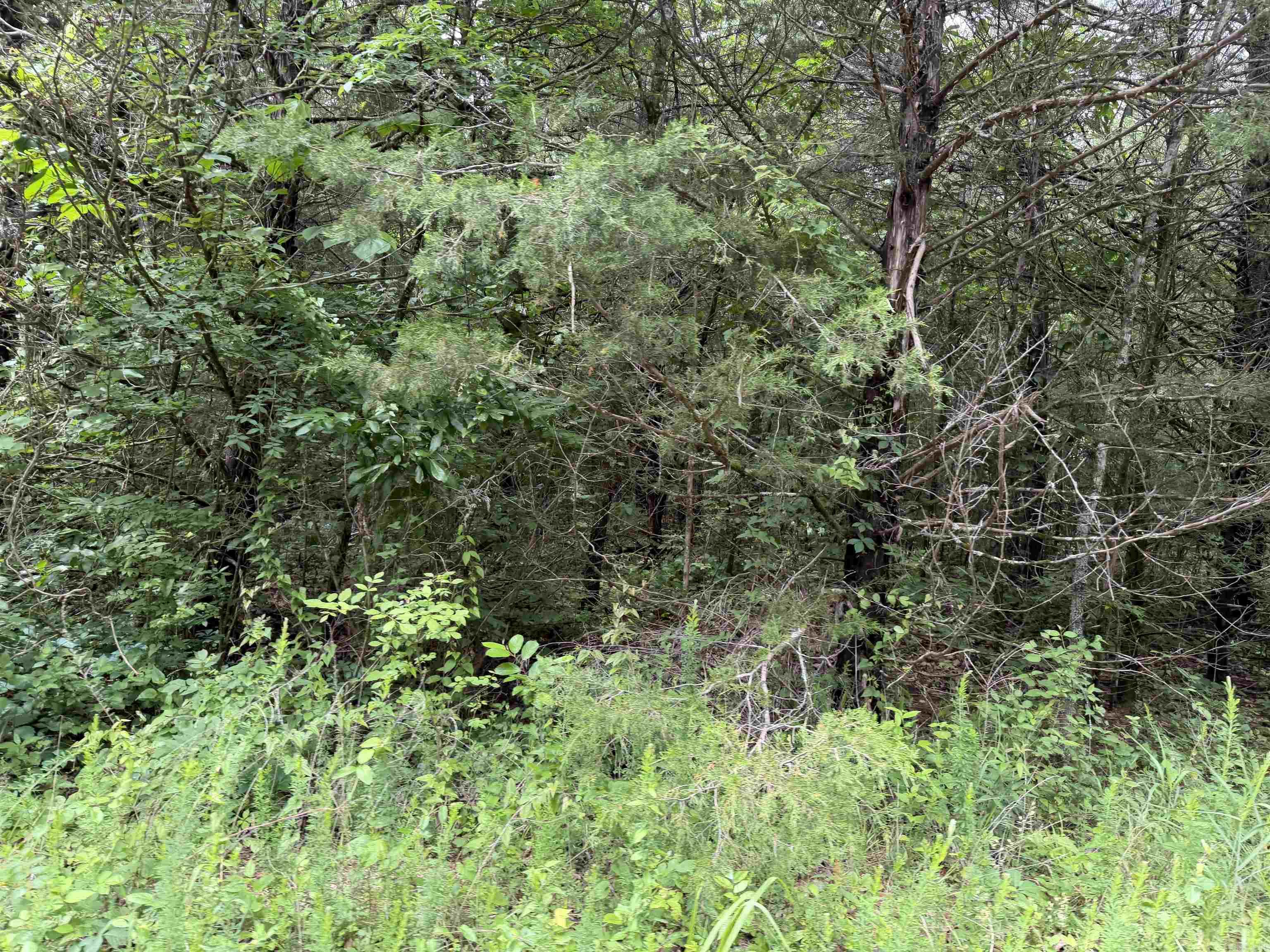Photo 4 - Vacant Land for sale – 001  Clark Lane   Horseshoe Bend, AR