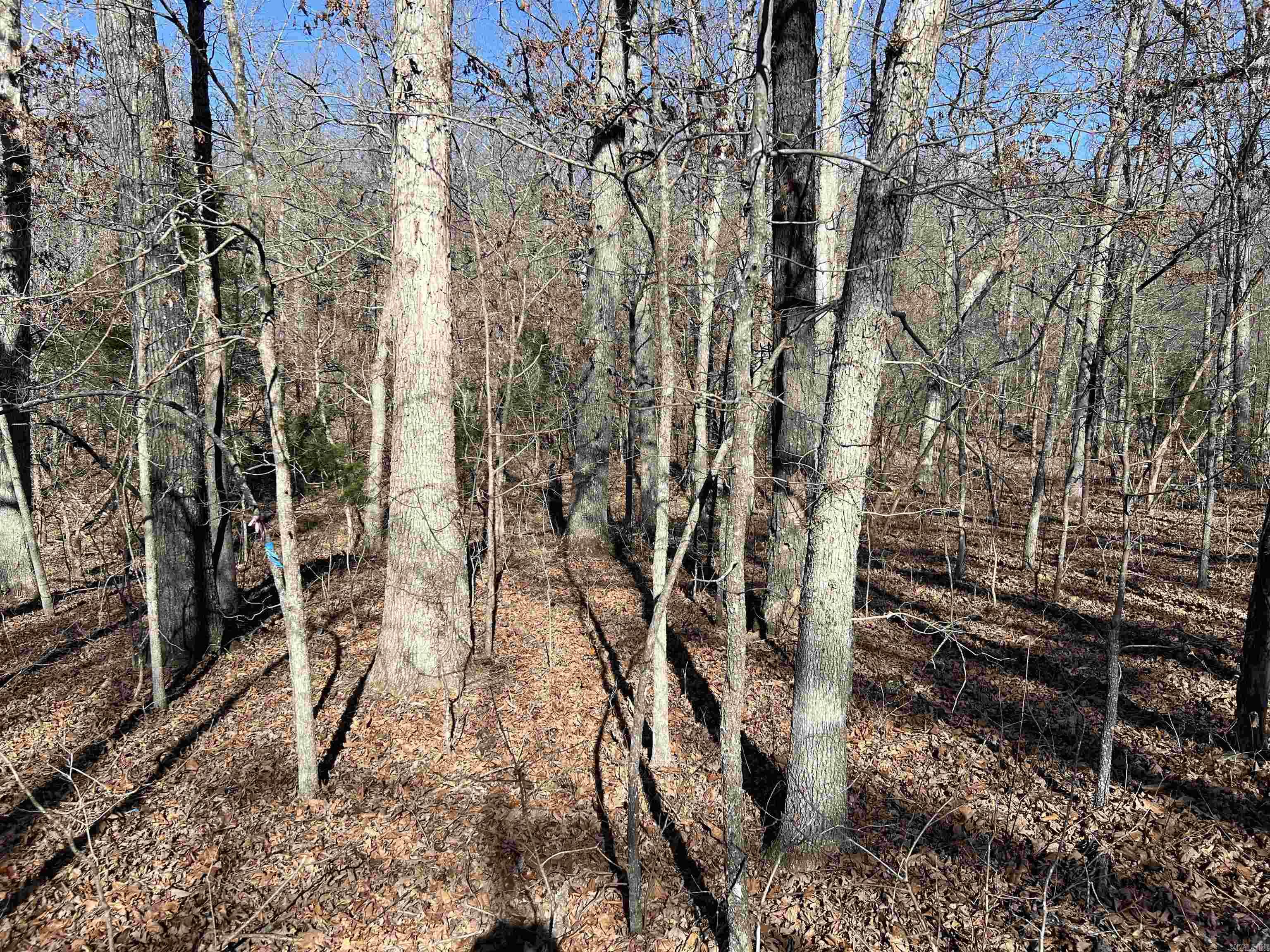 Photo 3 - Vacant Land for sale – 000  PR off Hwy 63   Mammoth Spring, AR