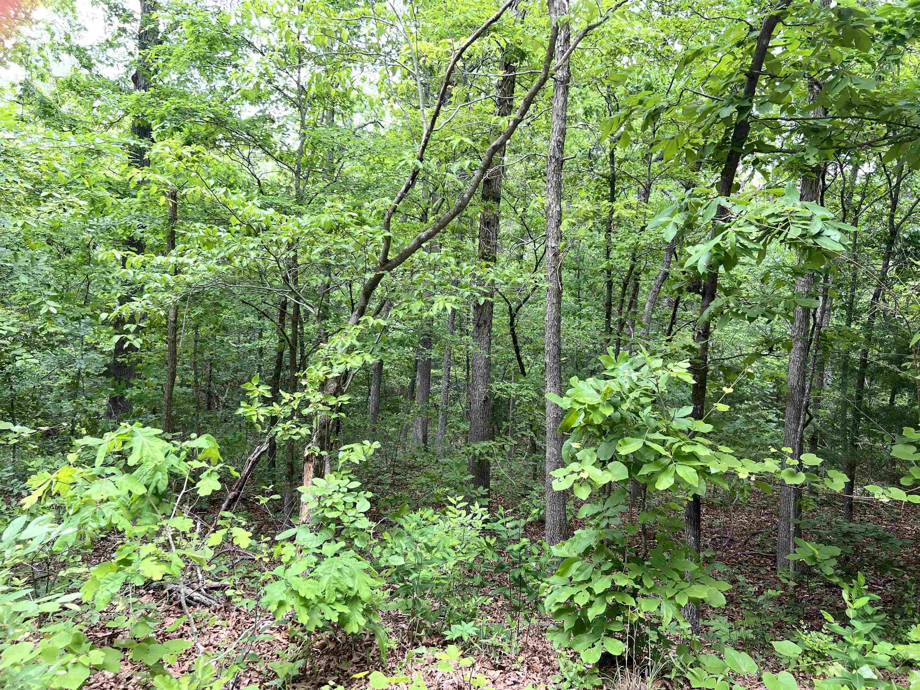 Photo 4 - Vacant Land for sale – Lot 7  Tall Oaks Trail   Mammoth Spring, AR
