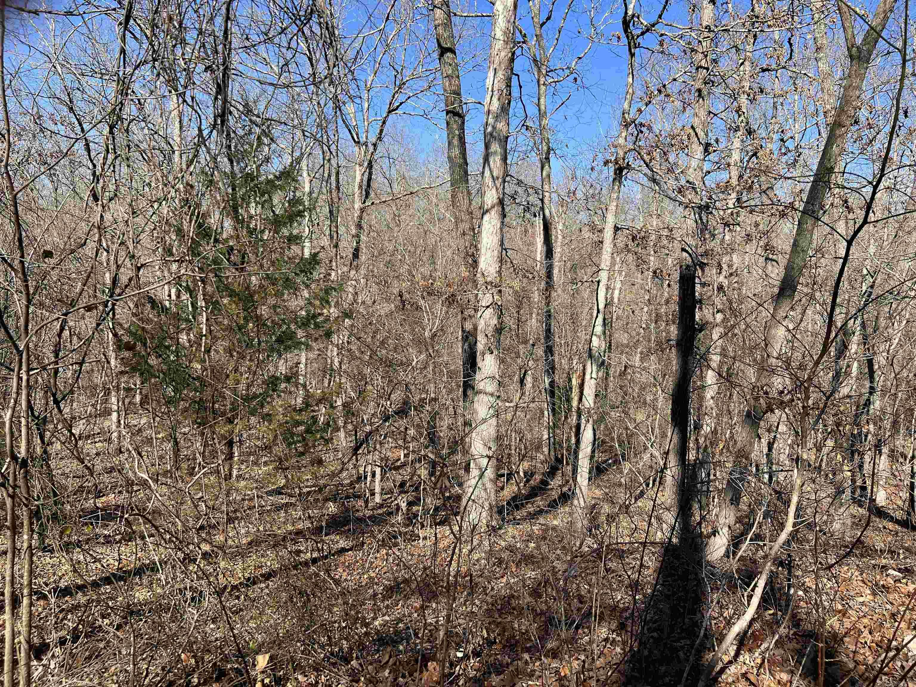 Photo 4 - Vacant Land for sale – 000  PR off Hwy 63   Mammoth Spring, AR