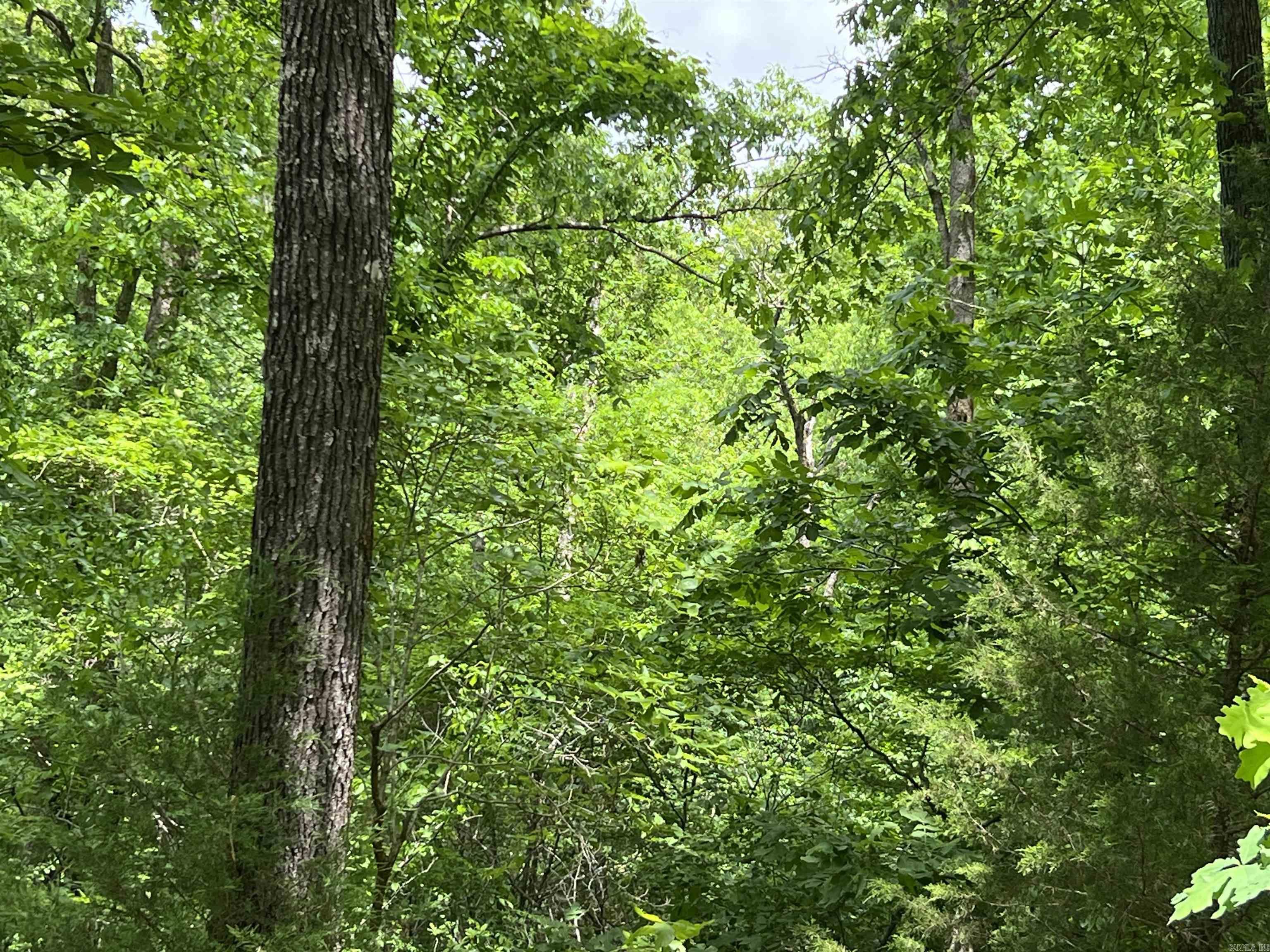 Photo 5 - Vacant Land for sale – Lot 7  Tall Oaks Trail   Mammoth Spring, AR