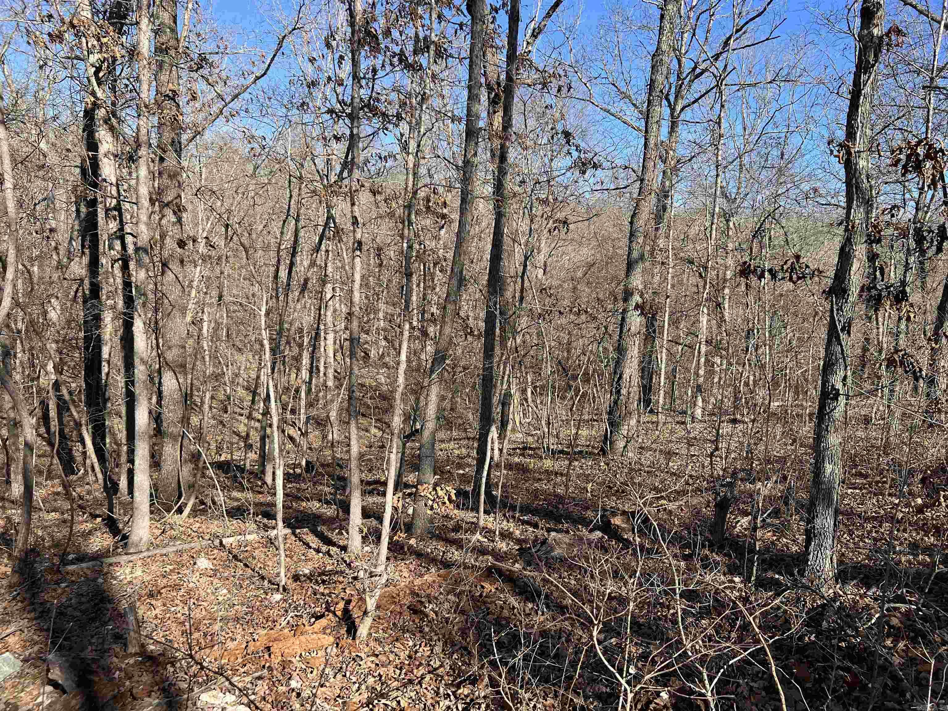 Photo 6 - Vacant Land for sale – 000  PR off Hwy 63   Mammoth Spring, AR
