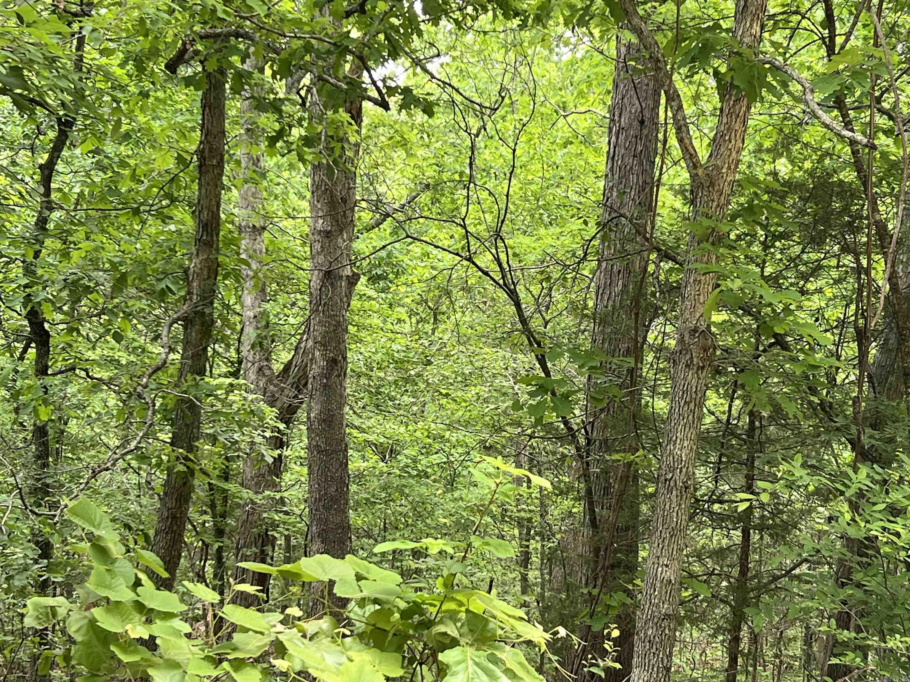 Photo 6 - Vacant Land for sale – Lot 7  Tall Oaks Trail   Mammoth Spring, AR