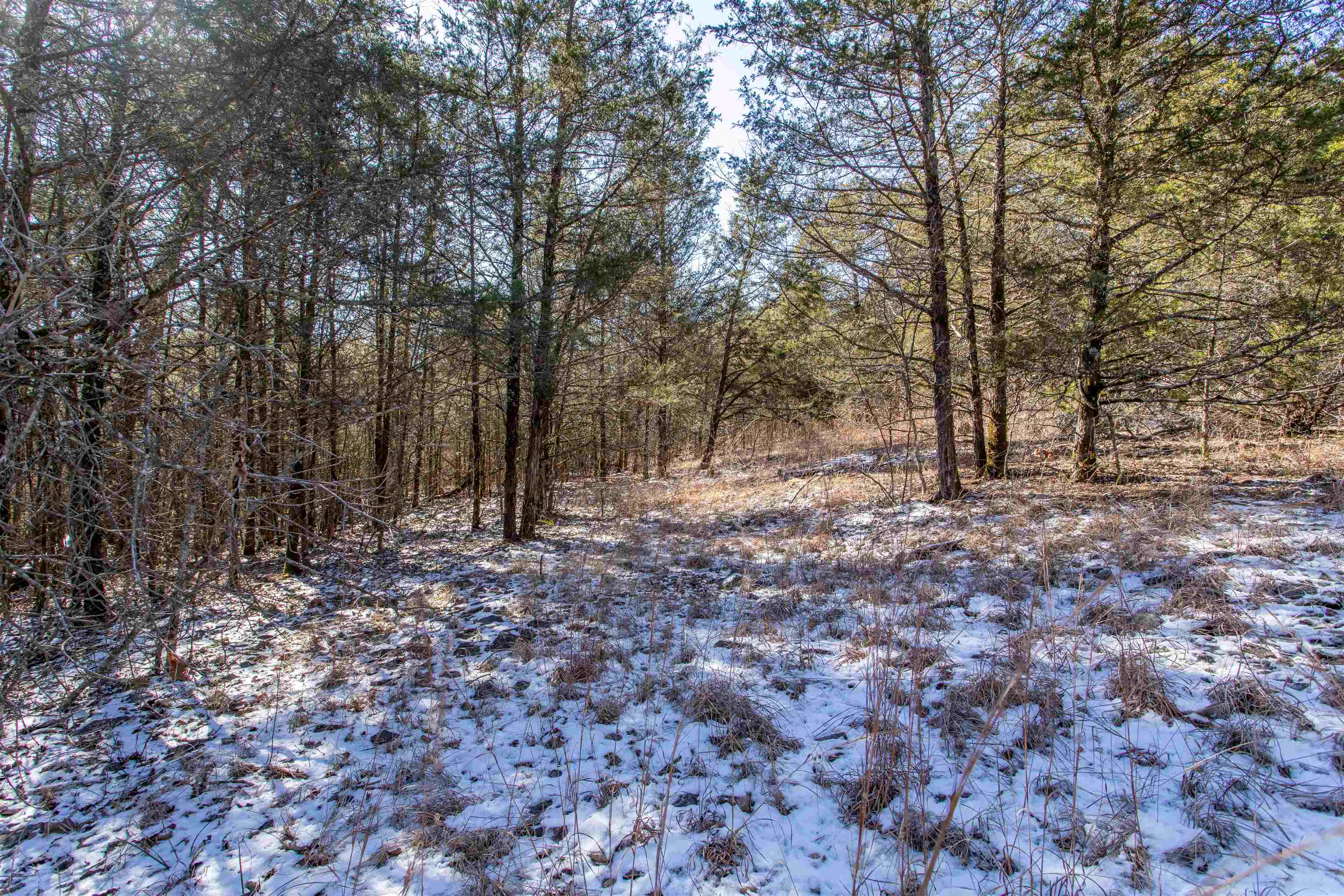Photo 3 - Vacant Land for sale – Lot 73  Big Buck   Williford, AR