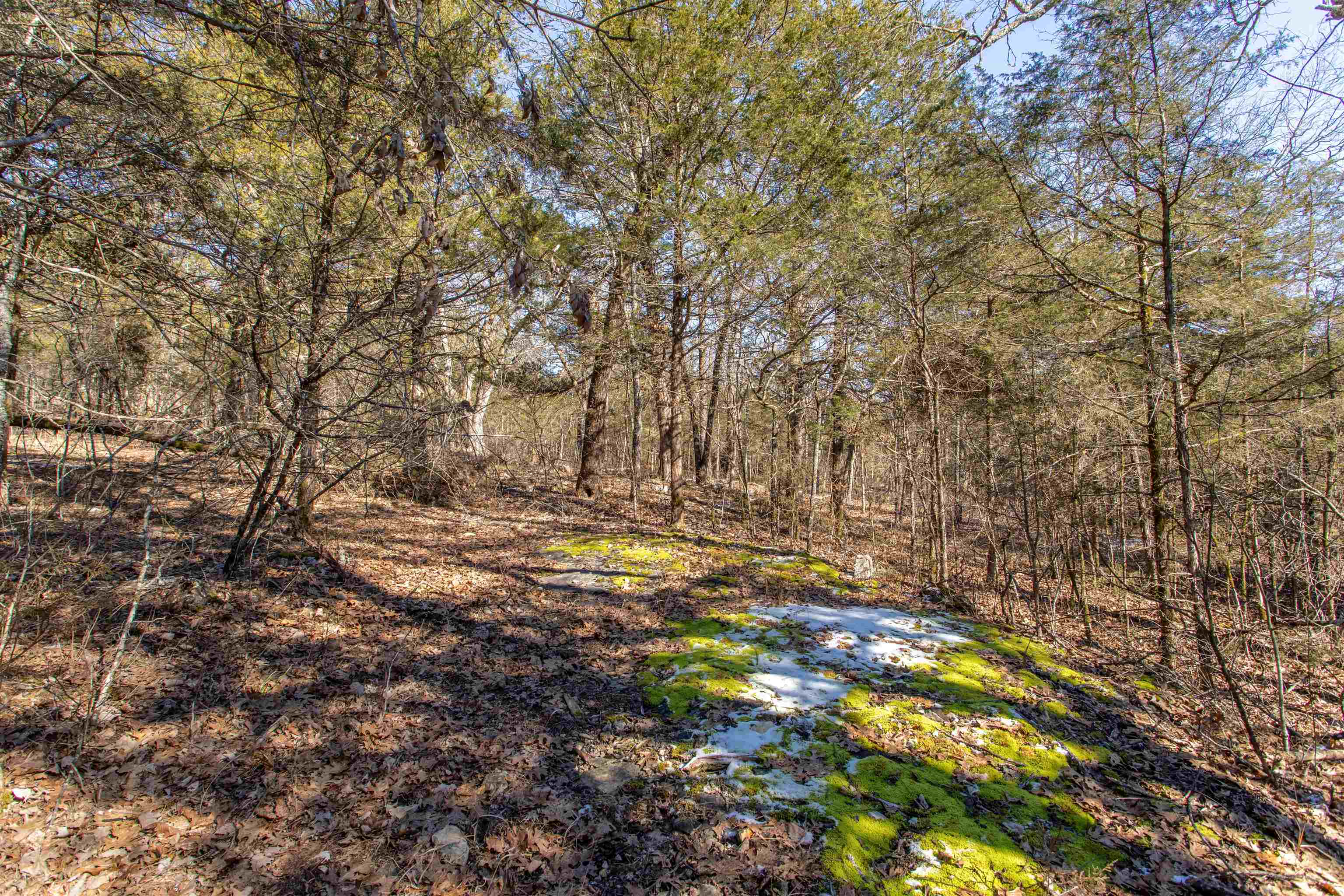 Photo 4 - Vacant Land for sale – Lot 73  Big Buck   Williford, AR
