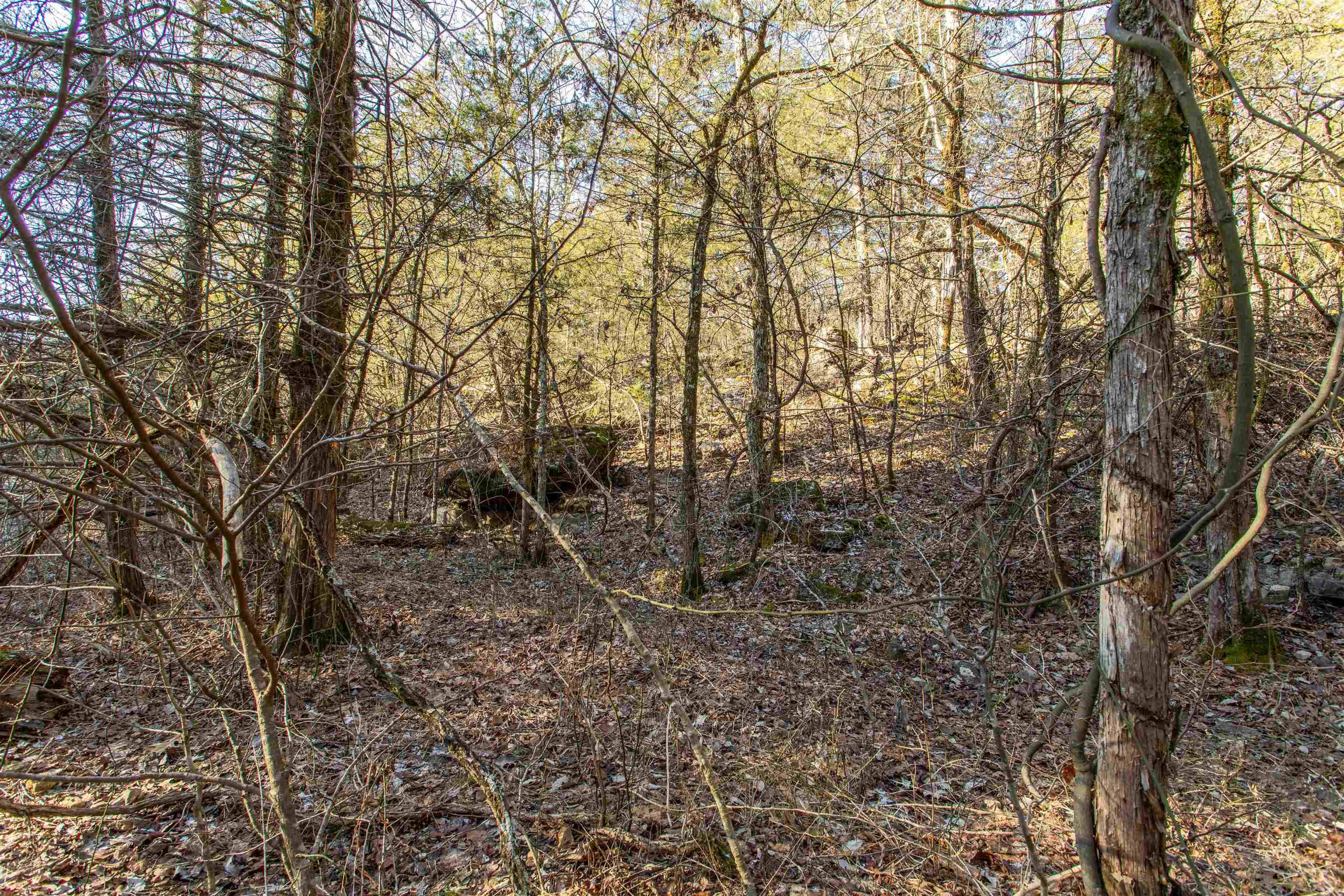 Photo 6 - Vacant Land for sale – Lot 73  Big Buck   Williford, AR