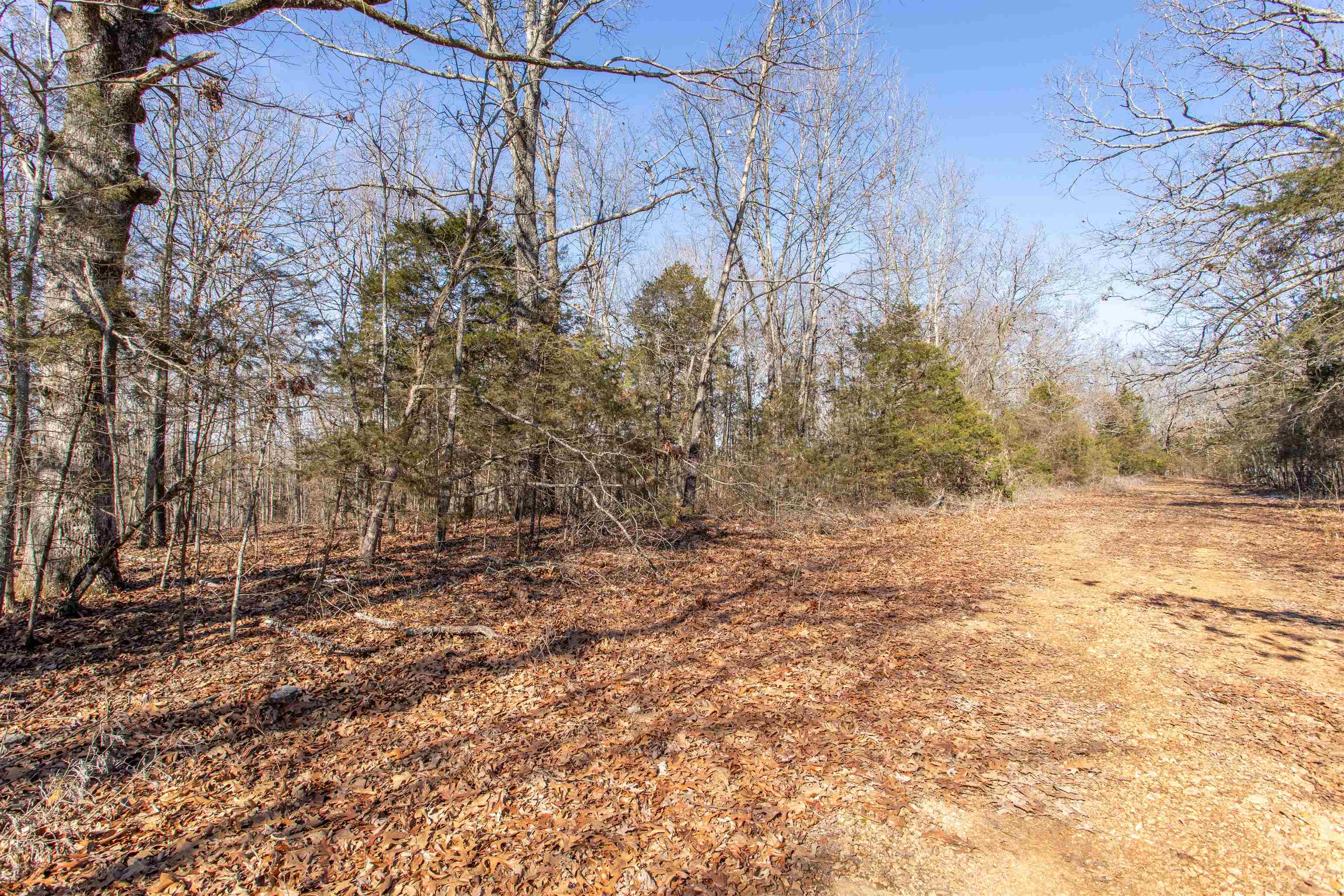 Photo 2 - Vacant Land for sale – Lot 64  Big Buck   Williford, AR