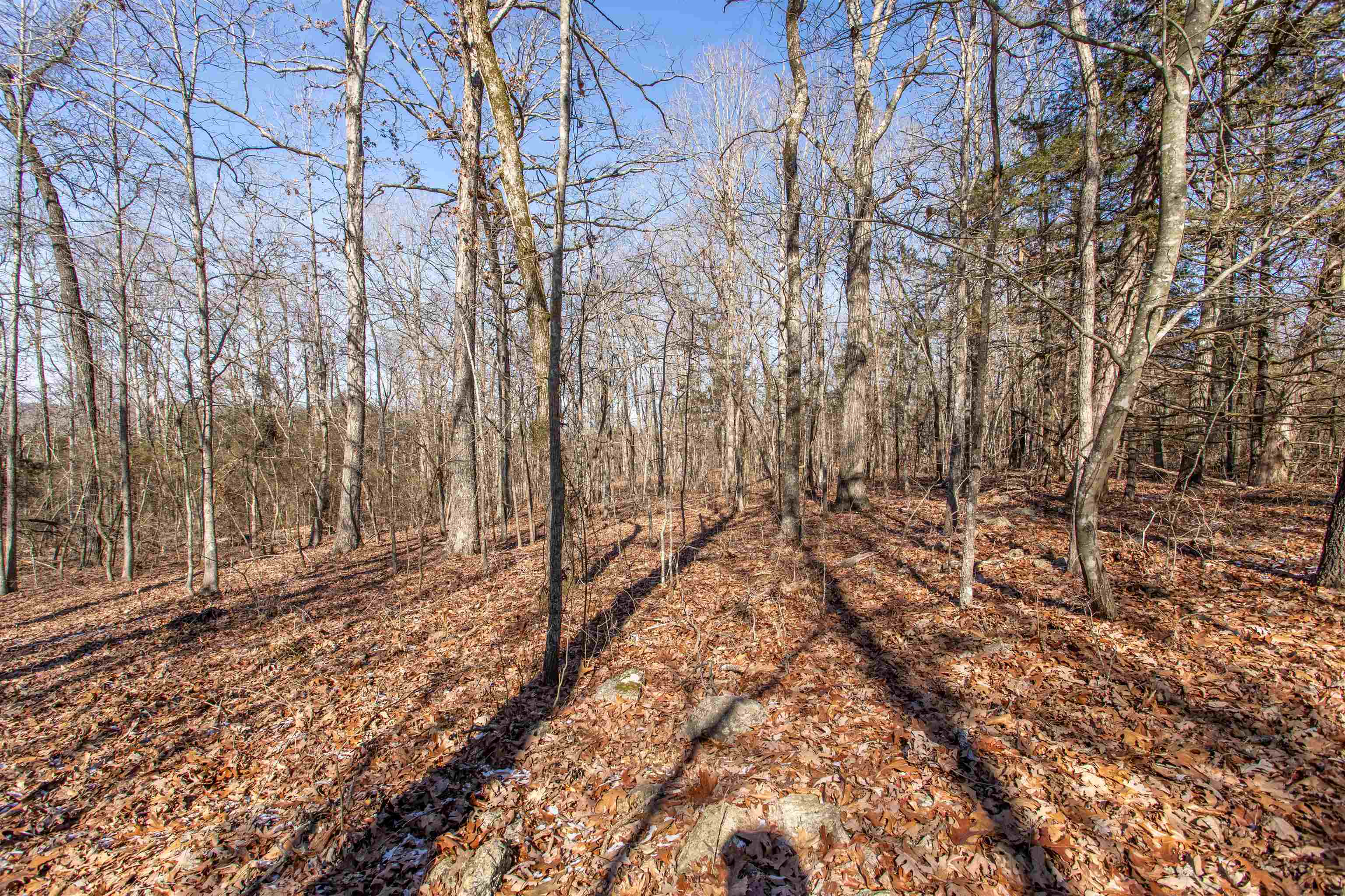 Photo 5 - Vacant Land for sale – Lot 64  Big Buck   Williford, AR