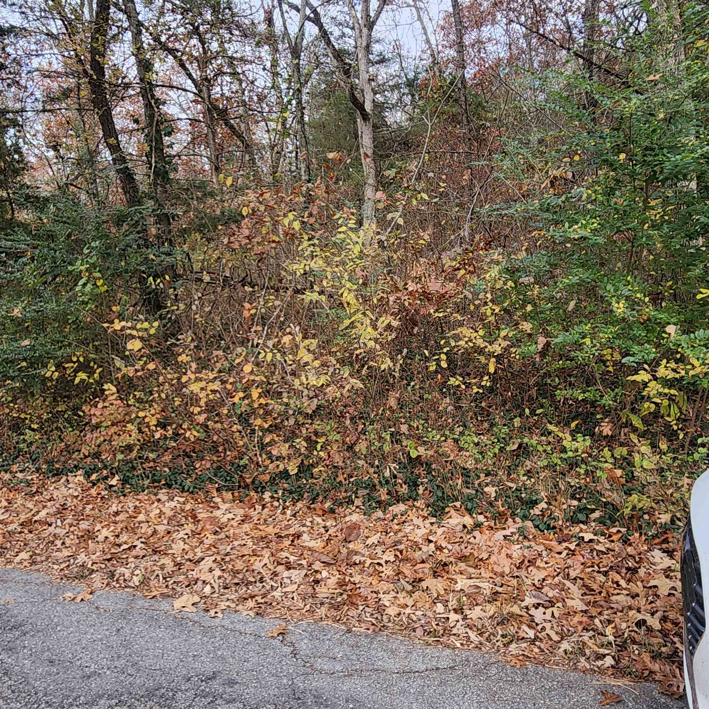 Photo 3 - Vacant Land for sale – L-17, B-2 W Lakeshore   Cherokee Village, AR