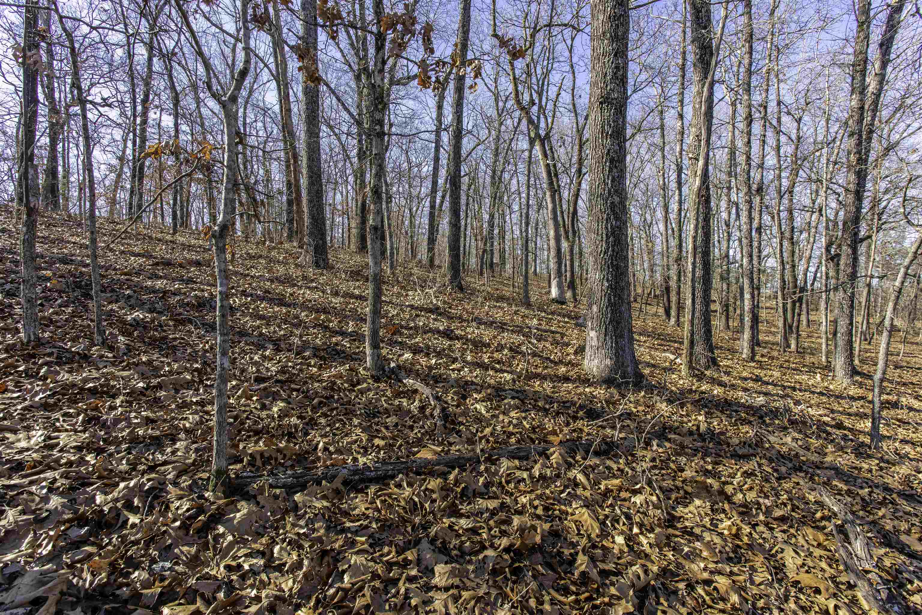 Photo 2 - Vacant Land for sale – 000  Buck Ridge   Williford, AR