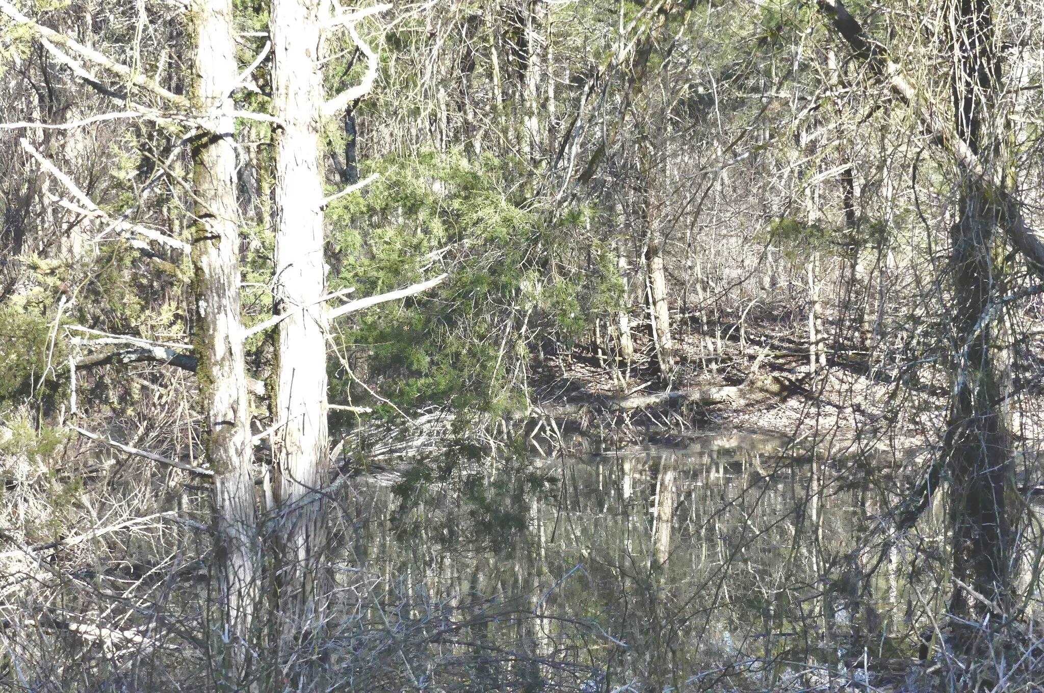 Photo 38 - Vacant Land for sale – 000  Buck Ridge   Williford, AR