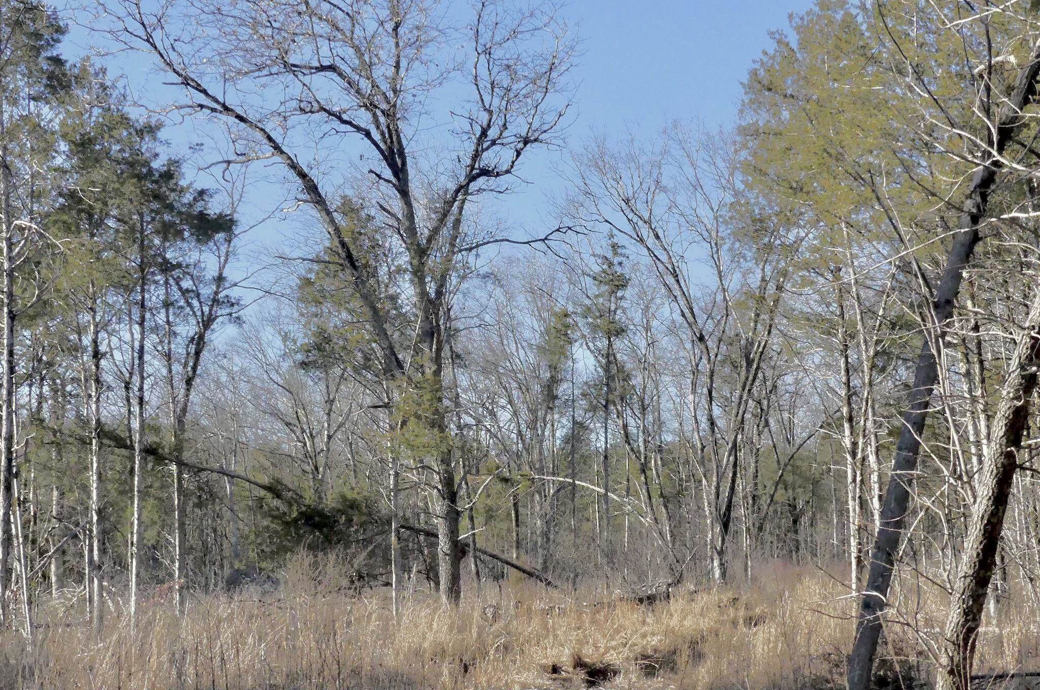 Photo 39 - Vacant Land for sale – 000  Buck Ridge   Williford, AR