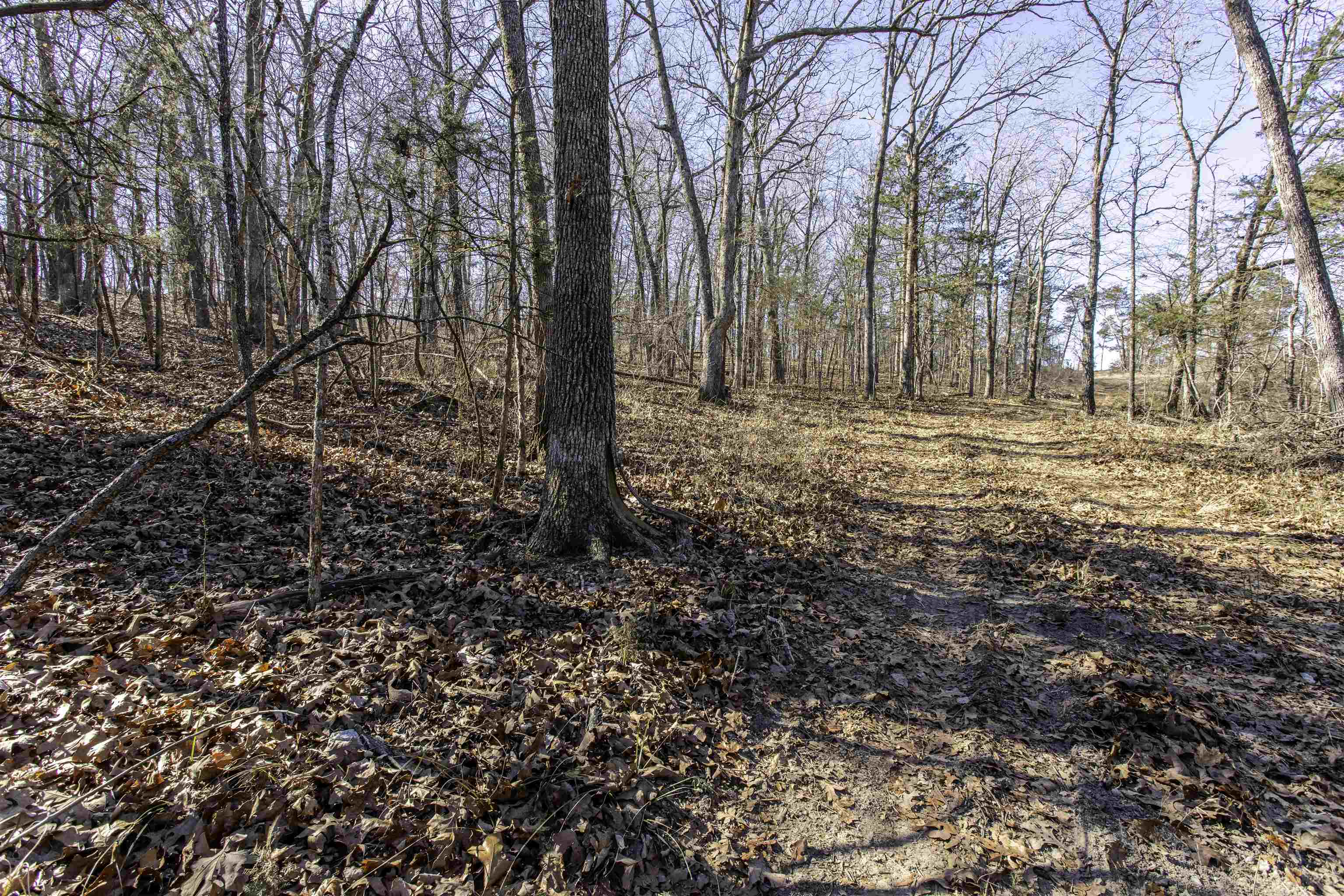 Photo 5 - Vacant Land for sale – 000  Buck Ridge   Williford, AR