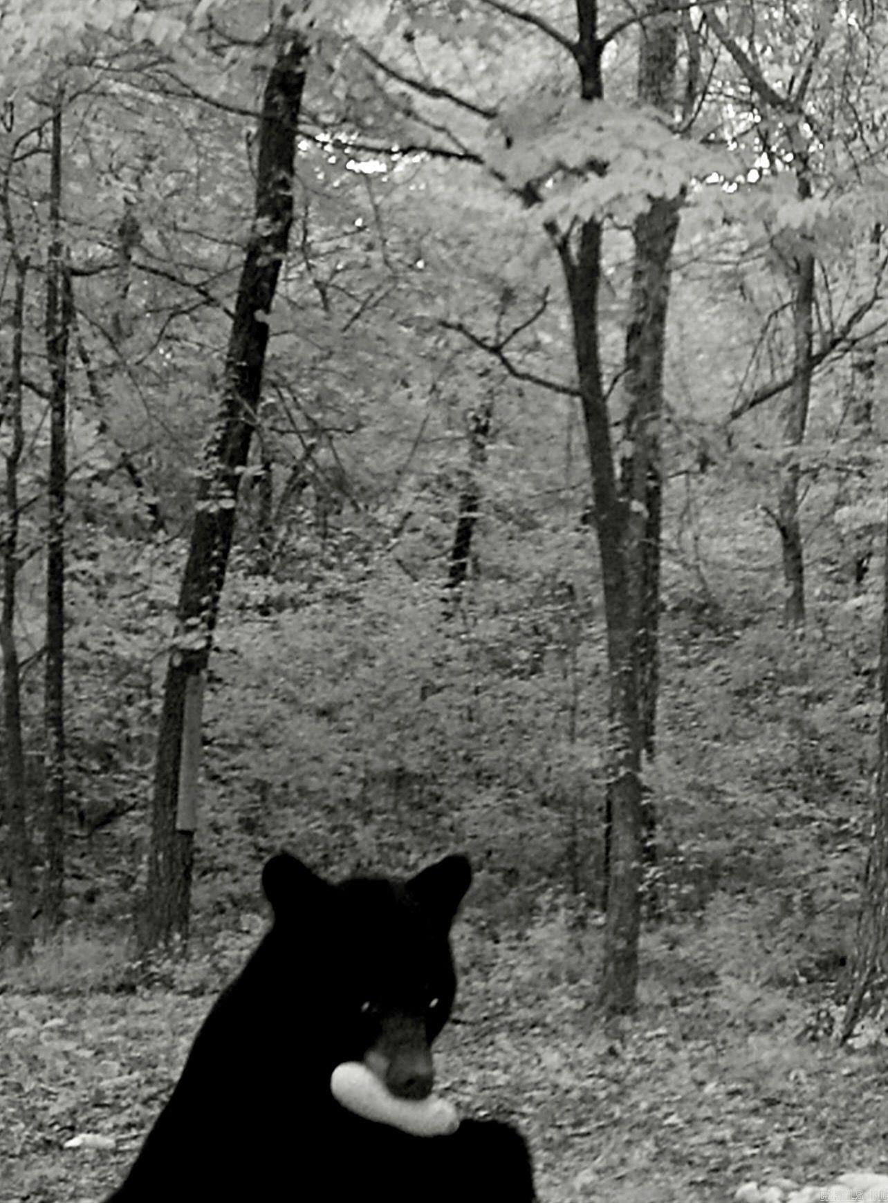 Photo 25 - Vacant Land for sale – 0  Quail Creek Road   Mammoth Spring, AR