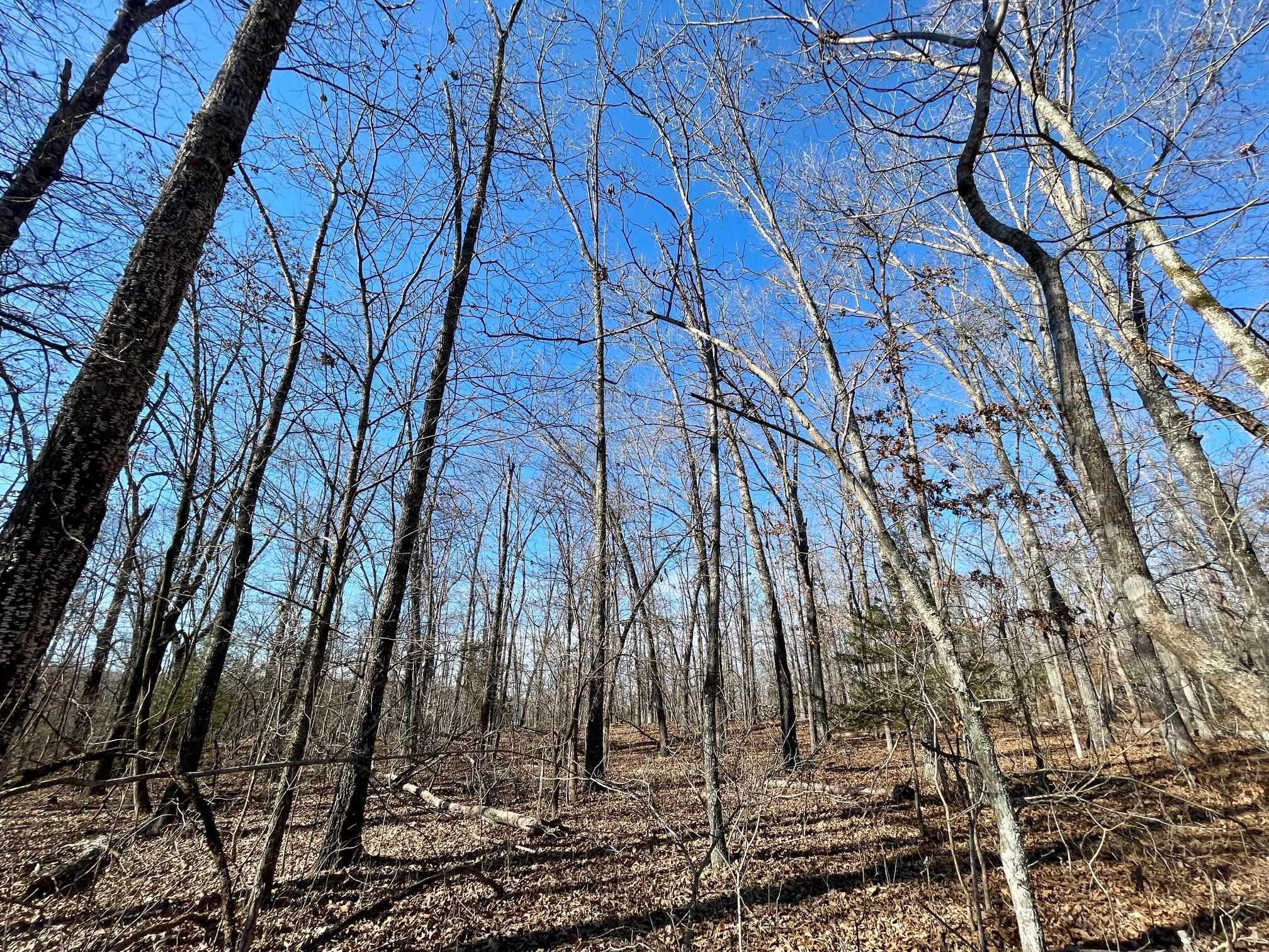 Photo 4 - Vacant Land for sale – 0  Quiet Wood   Hardy, AR