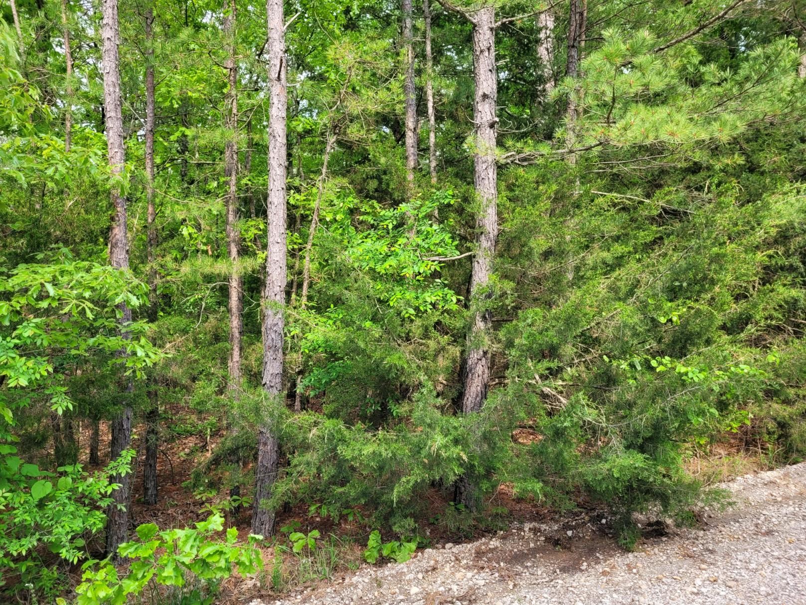 Photo 6 - Vacant Land for sale – Lot 227  Medley Road   Evening Shade, AR