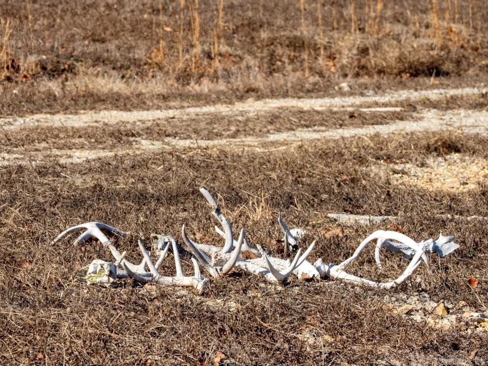 Photo 22 - Vacant Land for sale – 3968  Highway 167   Ash Flat, AR