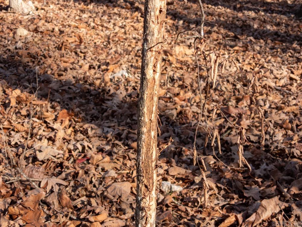 Photo 34 - Vacant Land for sale – 3968  Highway 167   Ash Flat, AR