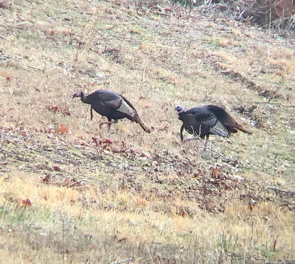 Photo 38 - Vacant Land for sale – 3968  Highway 167   Ash Flat, AR