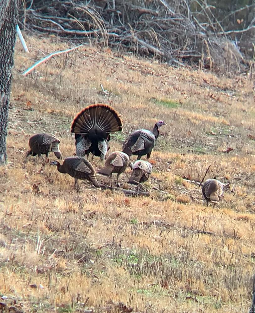 Photo 39 - Vacant Land for sale – 3968  Highway 167   Ash Flat, AR