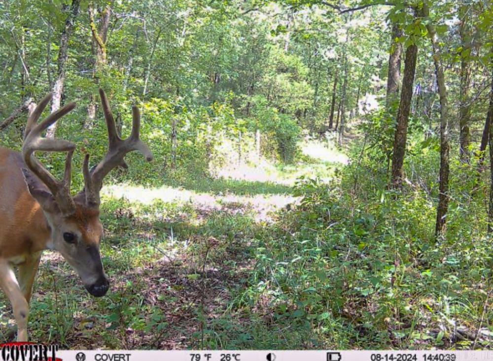 Photo 40 - Vacant Land for sale – 3968  Highway 167   Ash Flat, AR