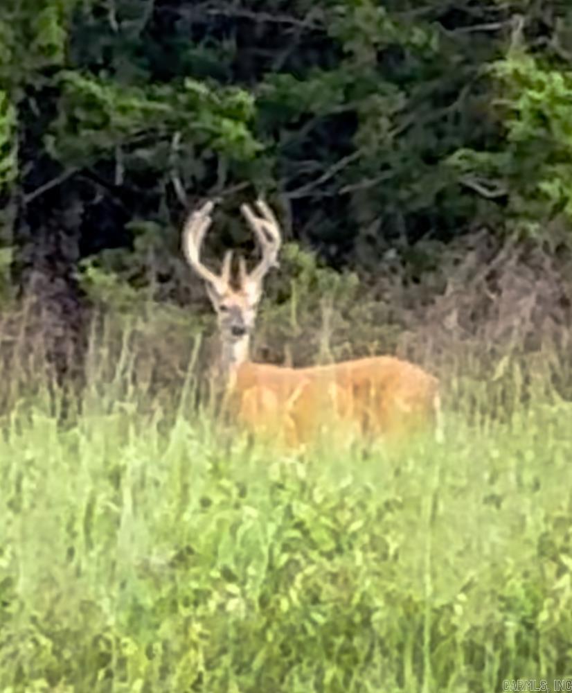 Photo 41 - Vacant Land for sale – 3968  Highway 167   Ash Flat, AR