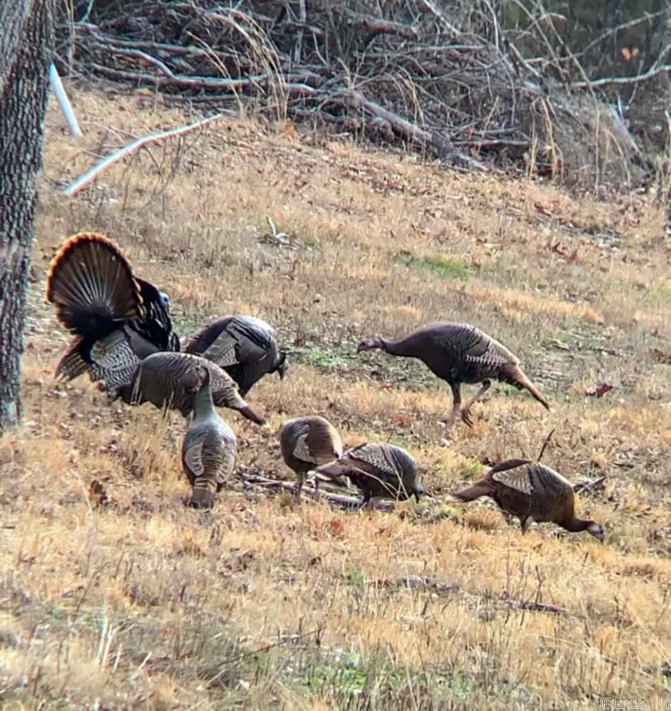 Photo 44 - Vacant Land for sale – 3968  Highway 167   Ash Flat, AR