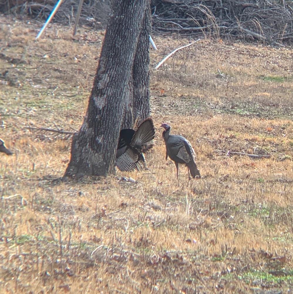 Photo 46 - Vacant Land for sale – 3968  Highway 167   Ash Flat, AR