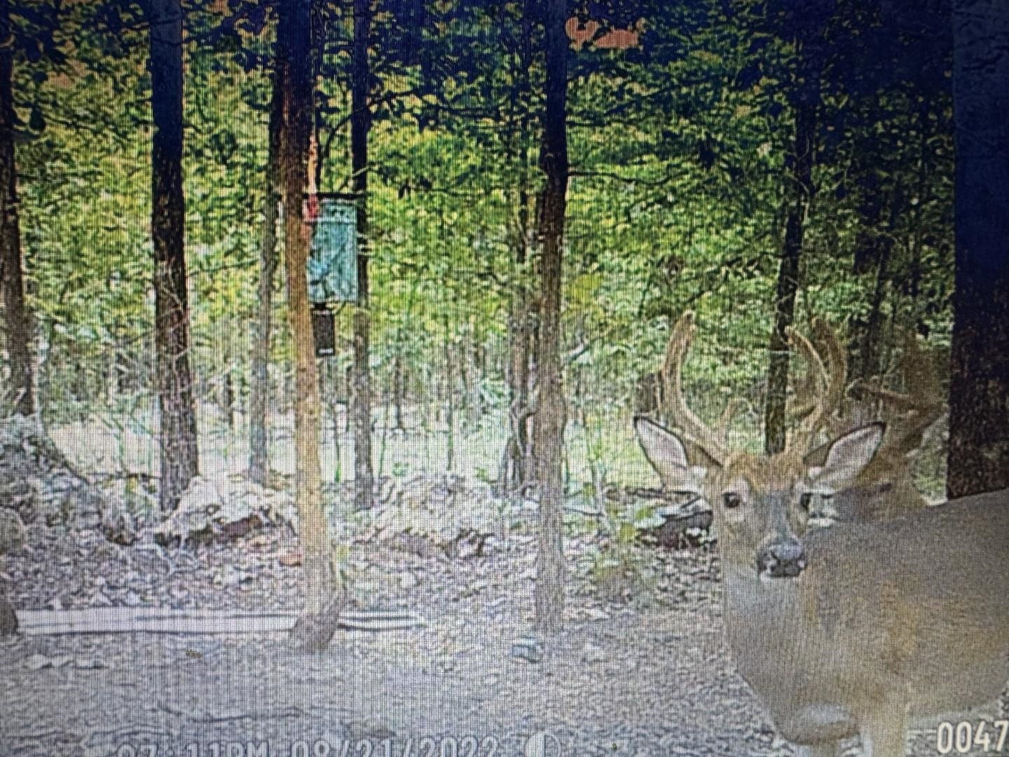 Photo 4 - Vacant Land for sale – XX N Summit Ridge   Williford, AR