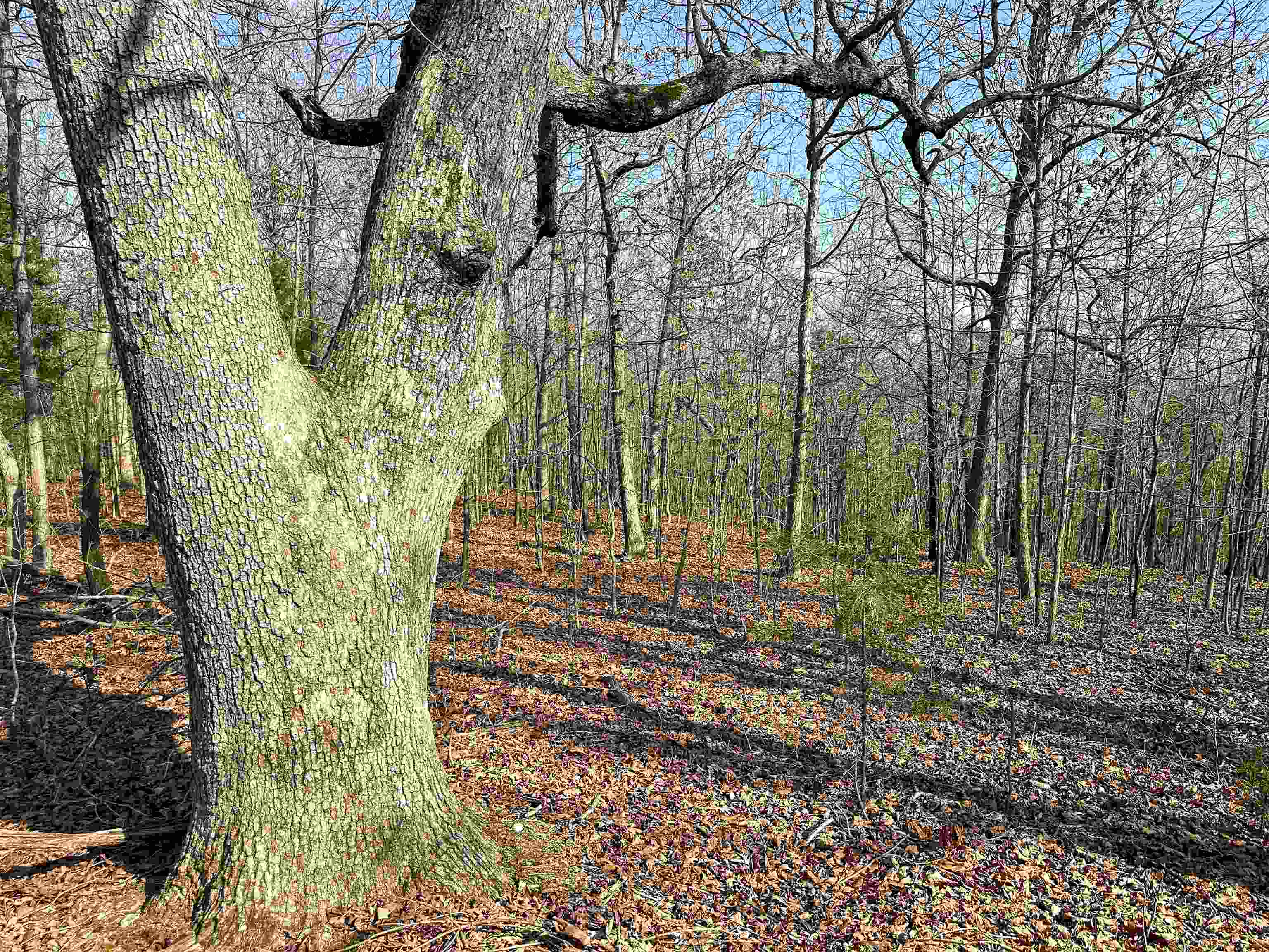 Photo 9 - Vacant Land for sale – XX N Summit Ridge   Williford, AR