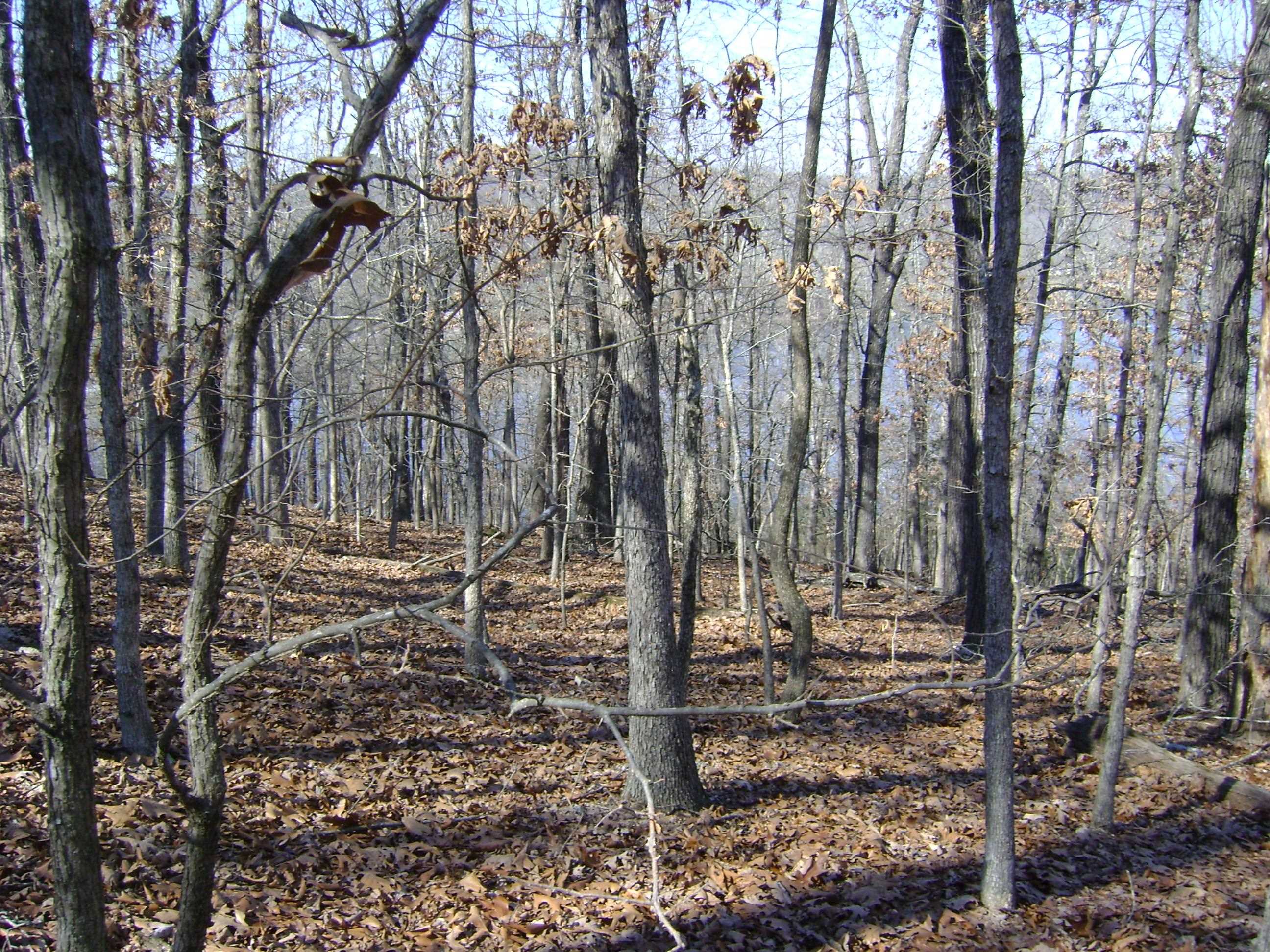 Photo 14 - Vacant Land for sale – 1301  View Park Circle   Horseshoe Bend, AR