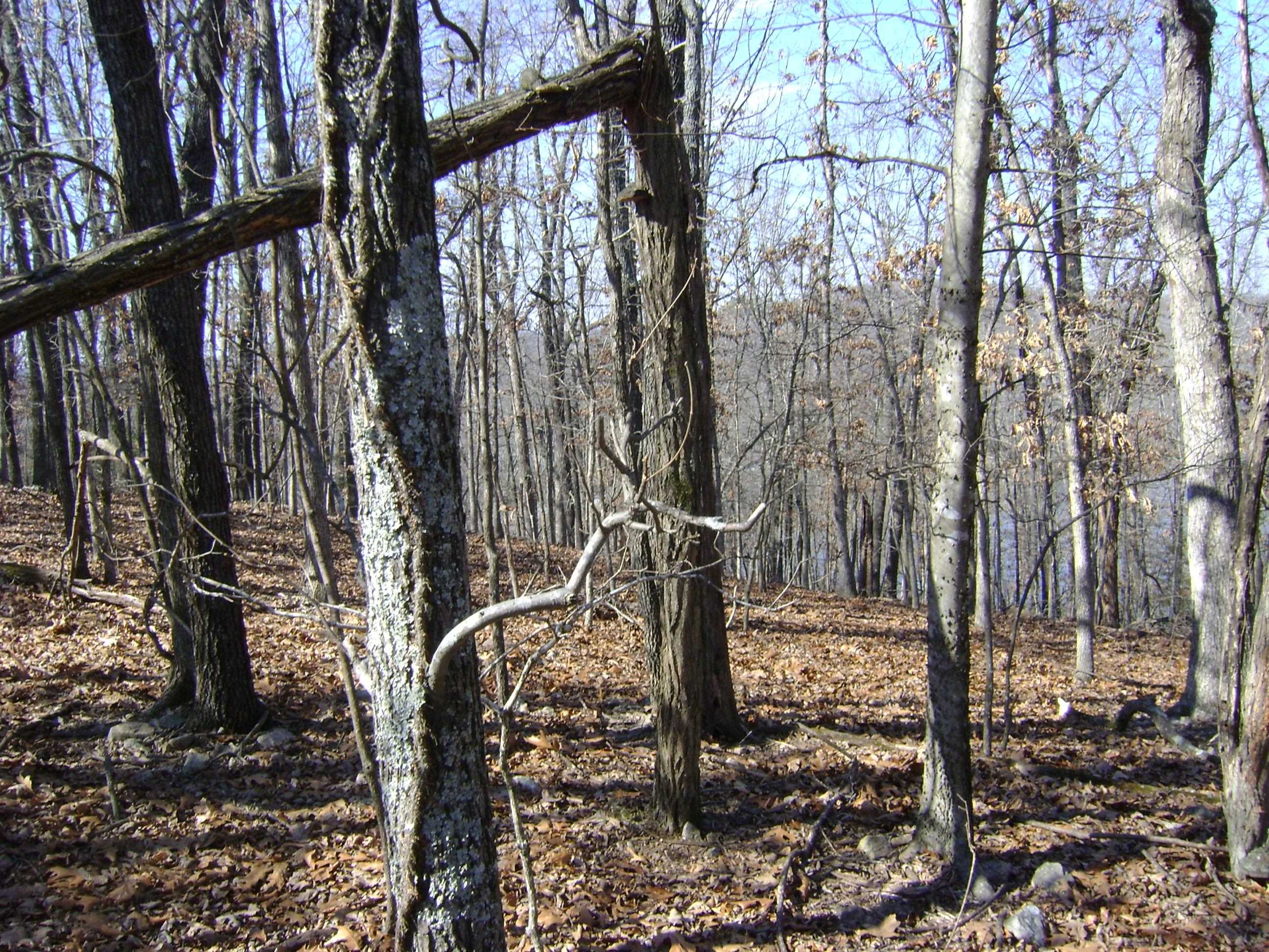 Photo 9 - Vacant Land for sale – 1301  View Park Circle   Horseshoe Bend, AR