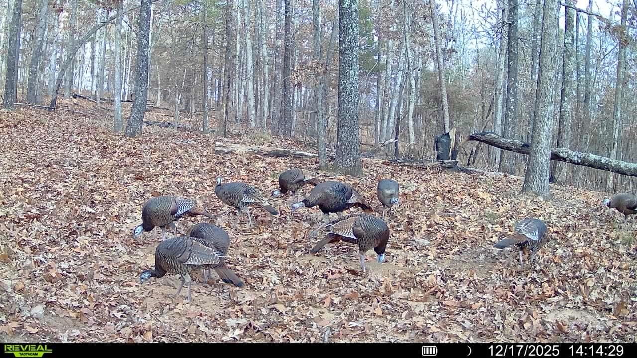 Photo 5 - Vacant Land for sale – 120A  Campground Road   Wideman, AR