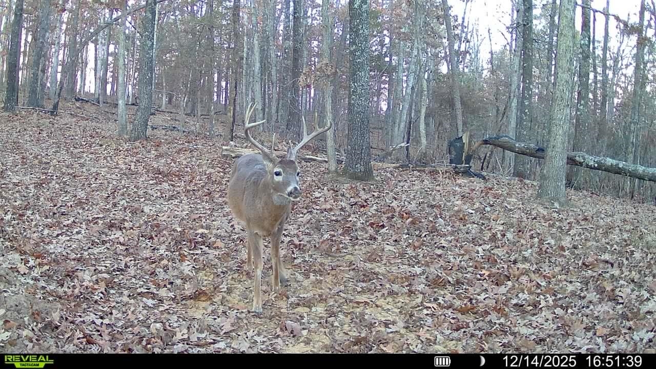 Photo 6 - Vacant Land for sale – 120A  Campground Road   Wideman, AR