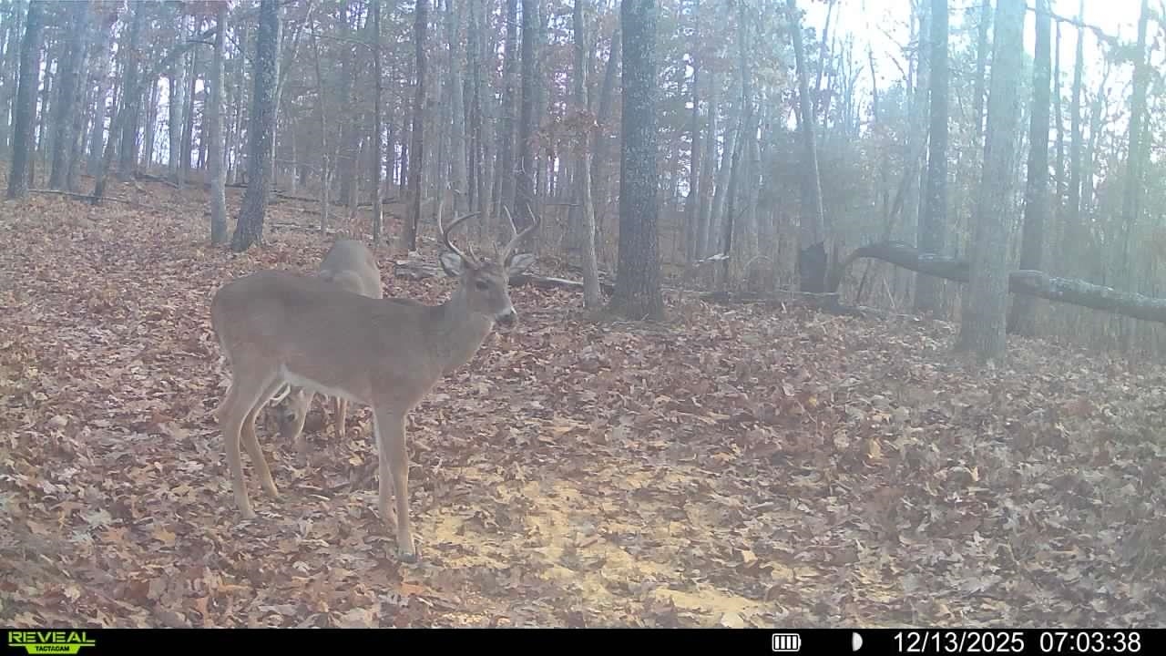 Photo 7 - Vacant Land for sale – 120A  Campground Road   Wideman, AR