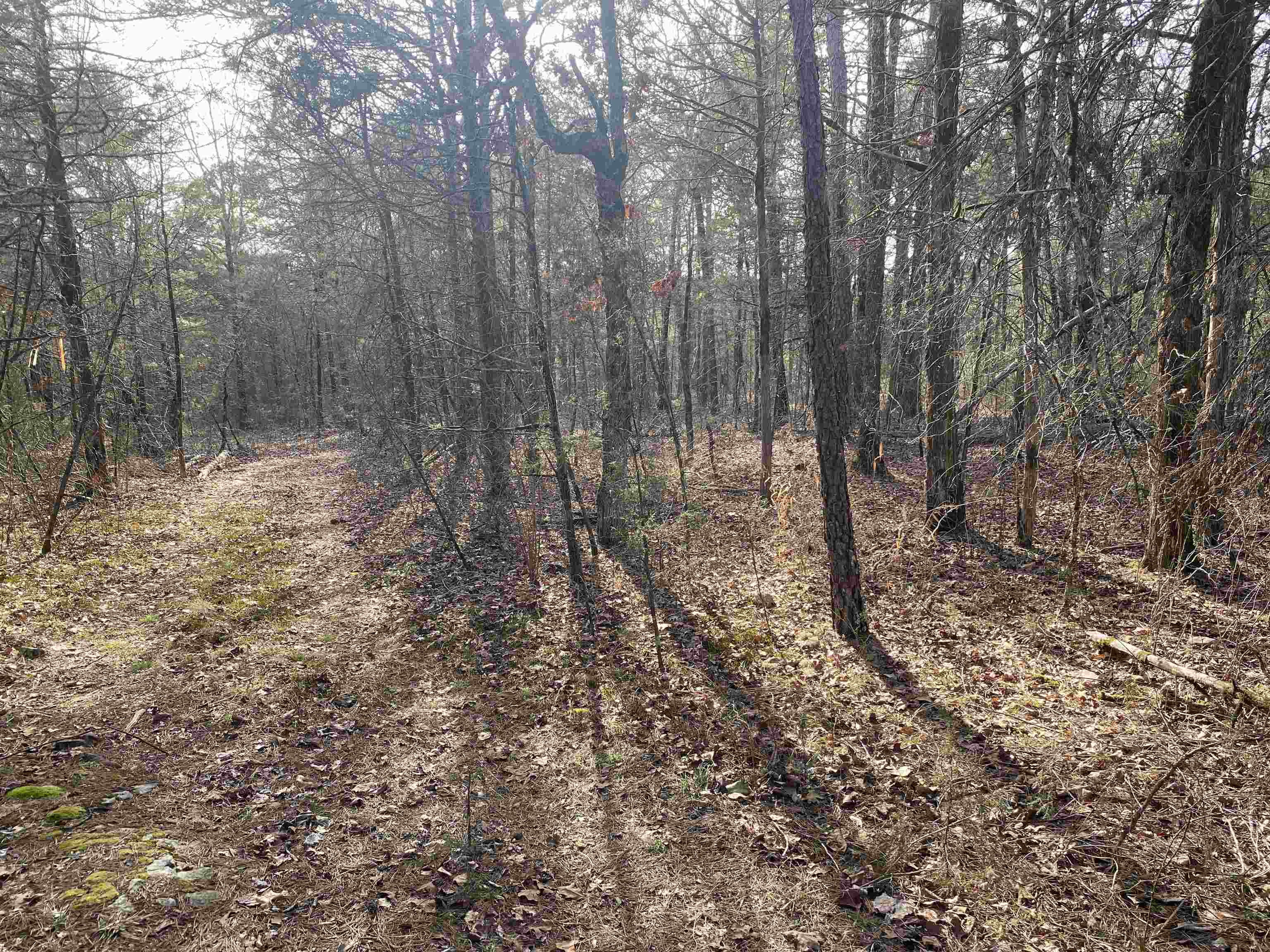 Photo 2 - Vacant Land for sale – 400  Tree Farm Road   Melbourne, AR