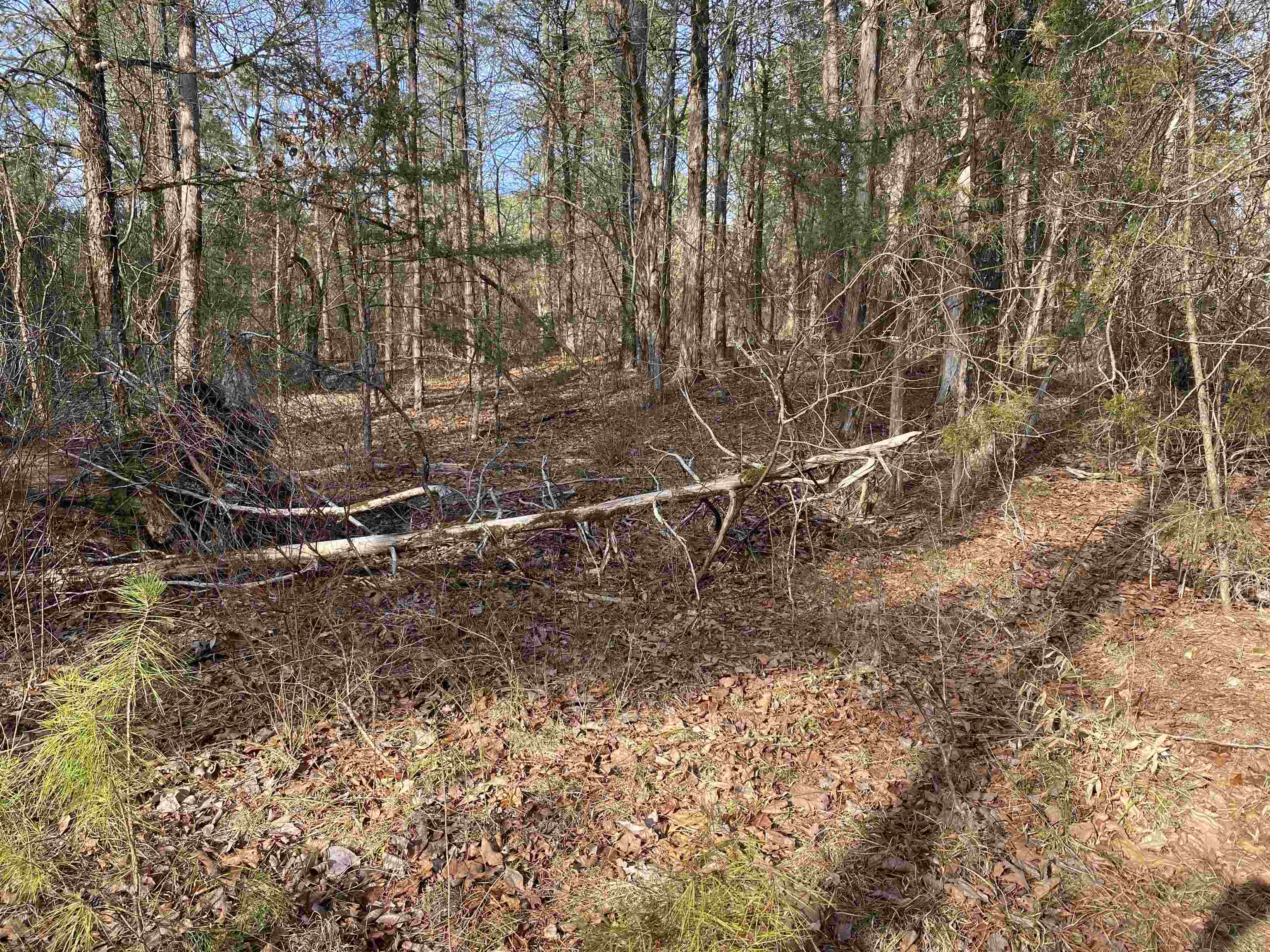 Photo 5 - Vacant Land for sale – 400  Tree Farm Road   Melbourne, AR