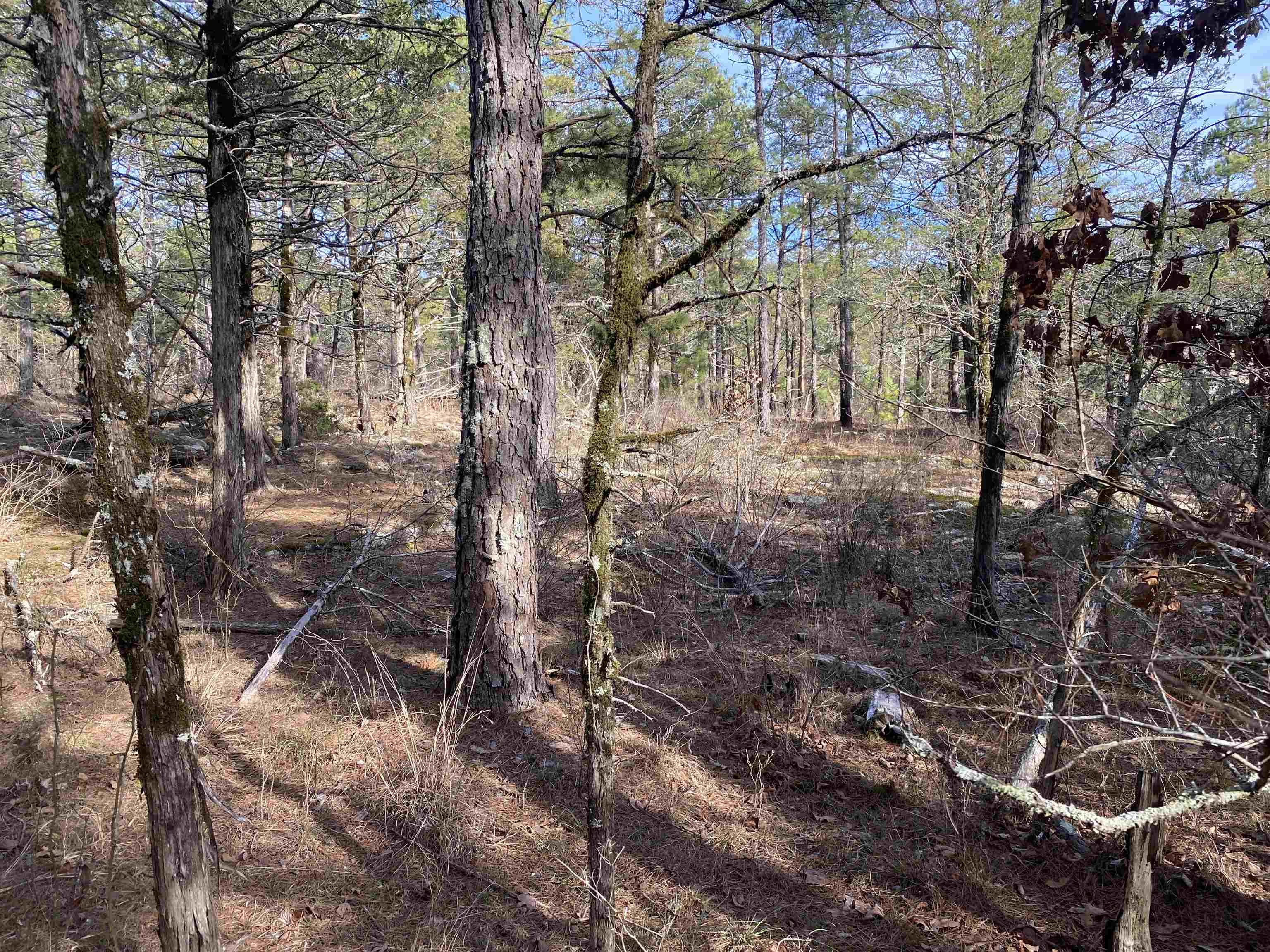 Photo 6 - Vacant Land for sale – 400  Tree Farm Road   Melbourne, AR