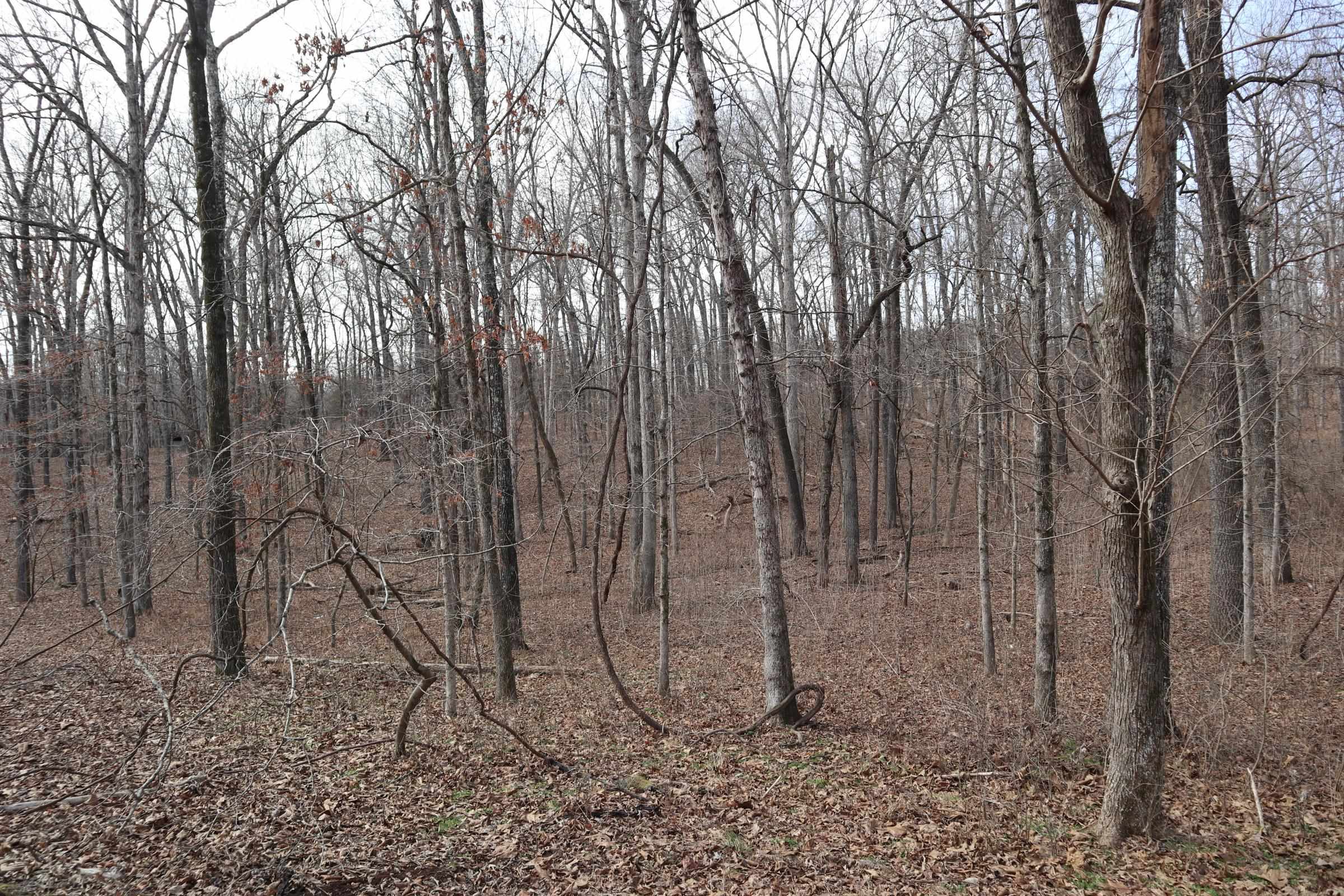 Vacant Land for sale – TBD  Great Woods Rd   Mammoth Spring, AR