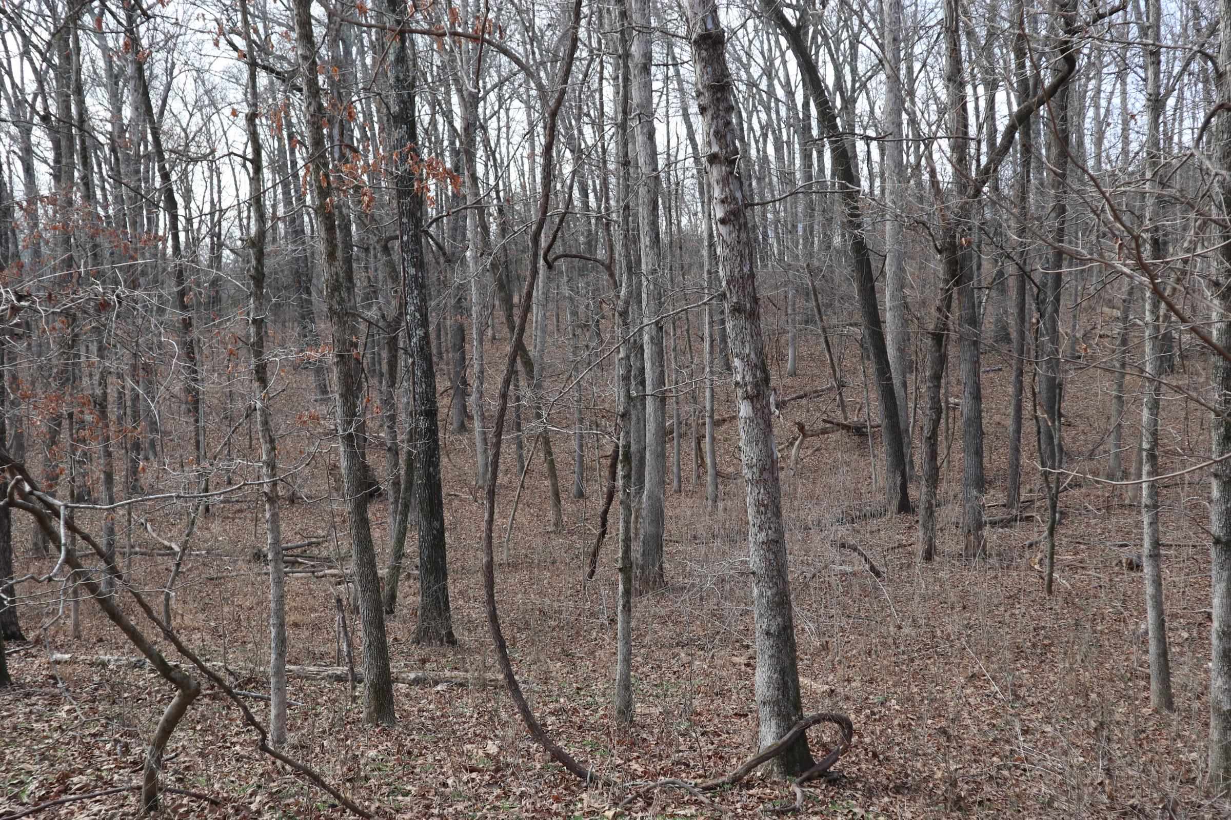 Photo 11 - Vacant Land for sale – TBD  Great Woods Rd   Mammoth Spring, AR