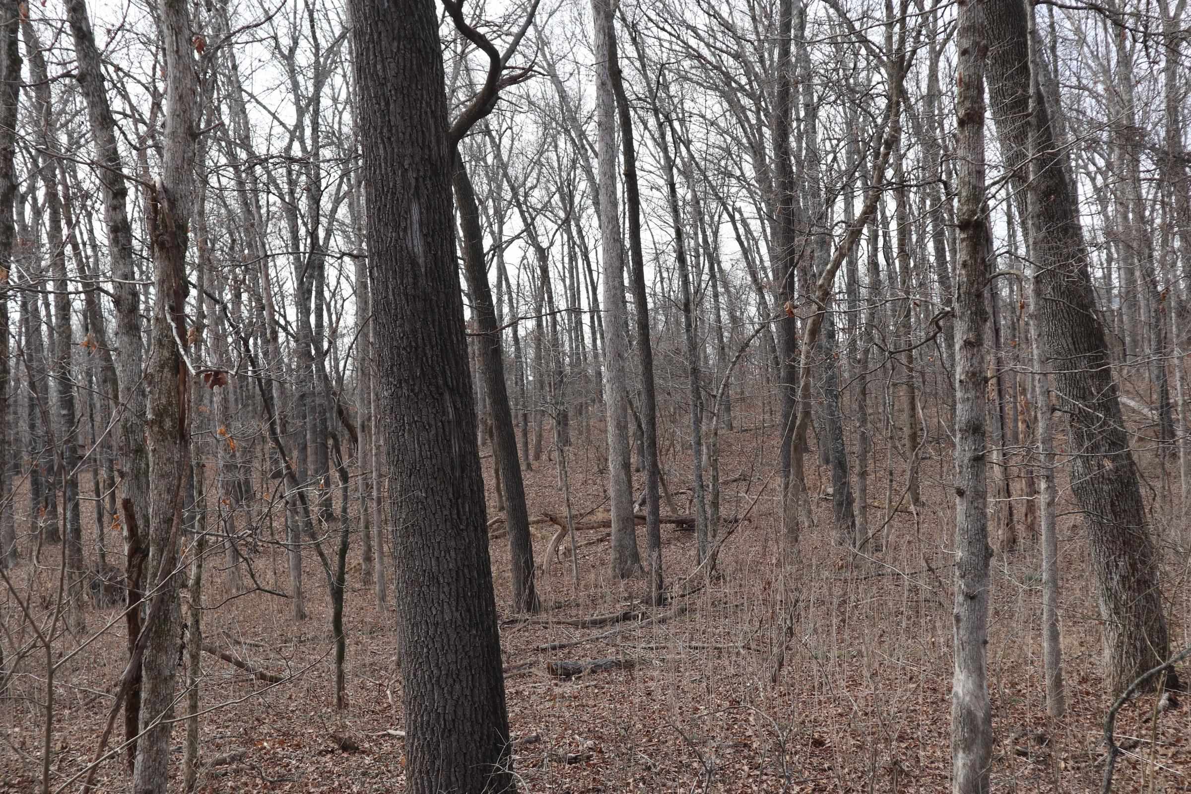 Photo 9 - Vacant Land for sale – TBD  Great Woods Rd   Mammoth Spring, AR