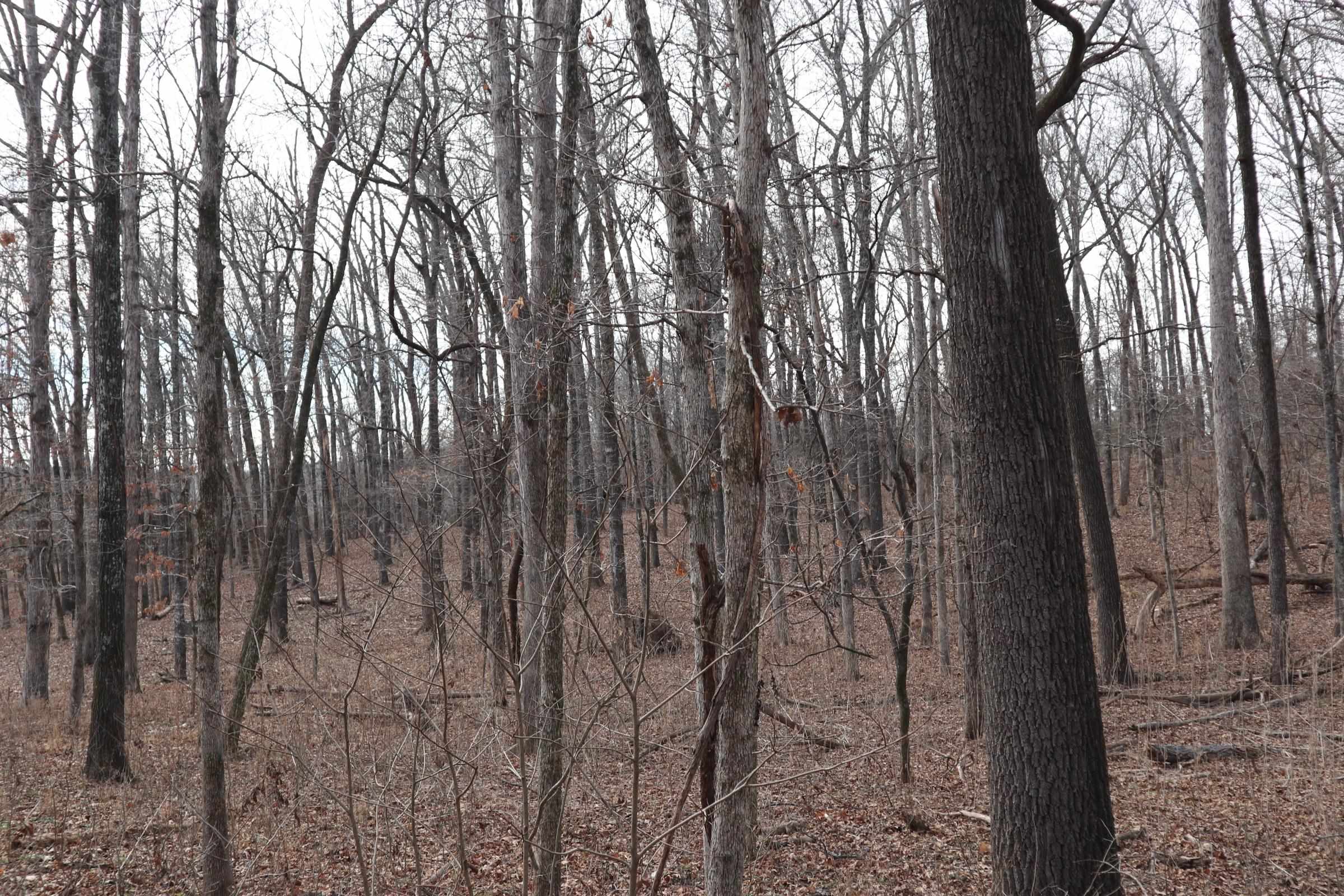 Photo 10 - Vacant Land for sale – TBD  Great Woods Rd   Mammoth Spring, AR