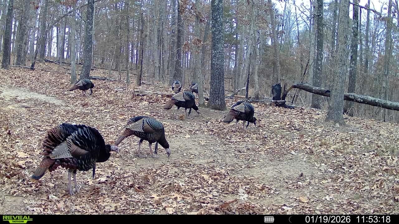 Photo 4 - Vacant Land for sale – 123  Campground Road   Wideman, AR