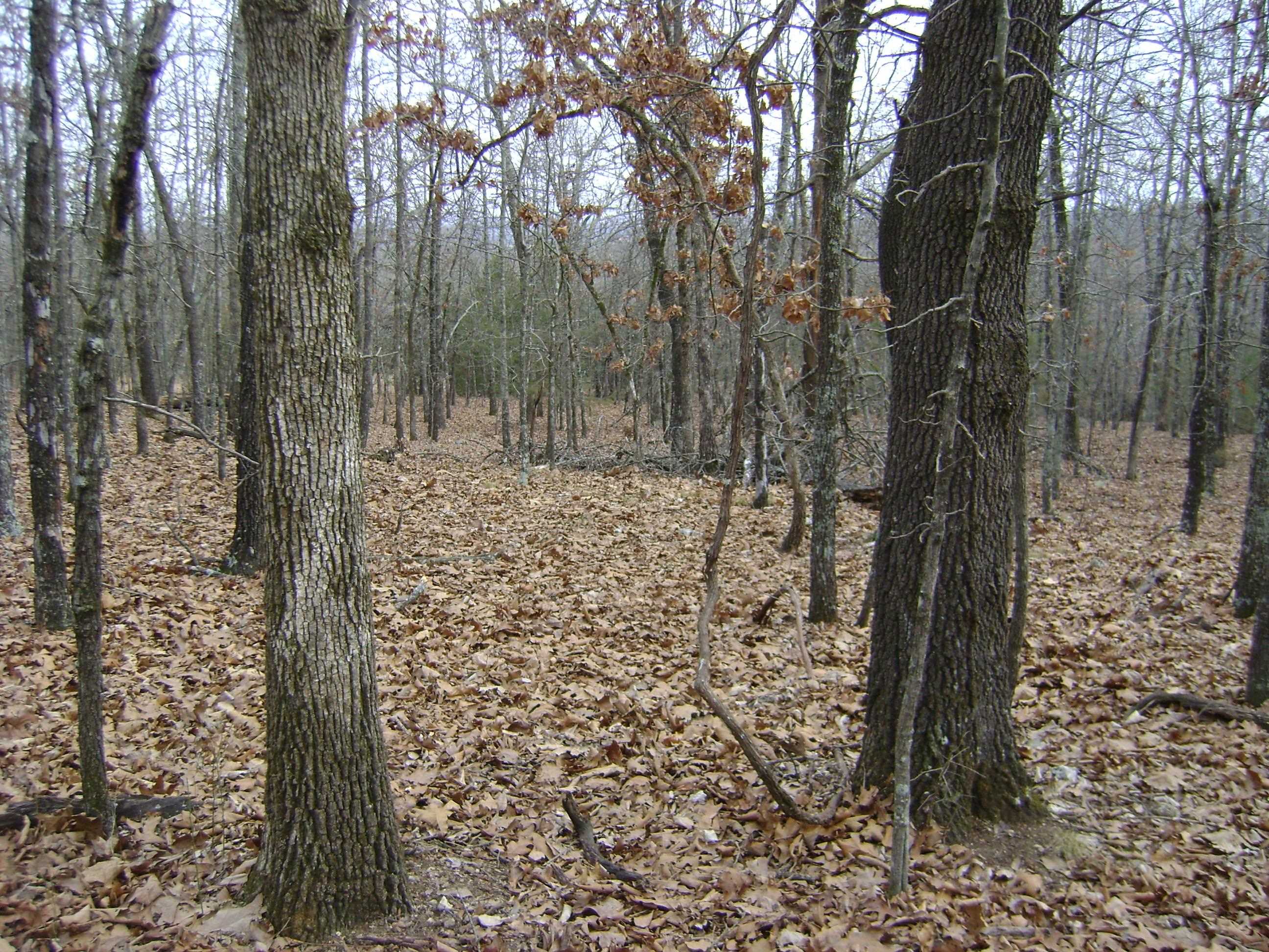 Photo 11 - Vacant Land for sale –   Kennedy Road   Ash Flat, AR