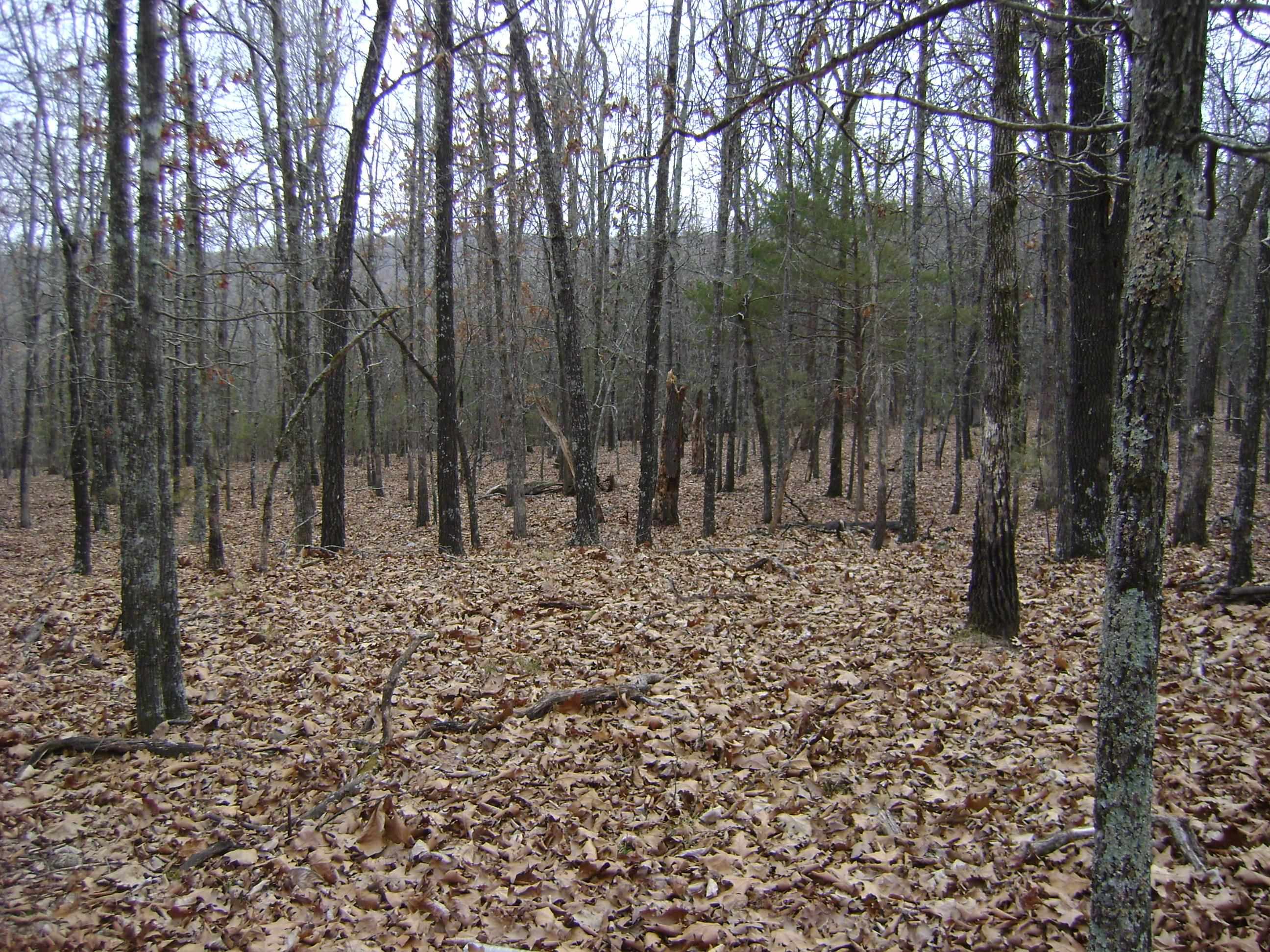 Photo 12 - Vacant Land for sale –   Kennedy Road   Ash Flat, AR